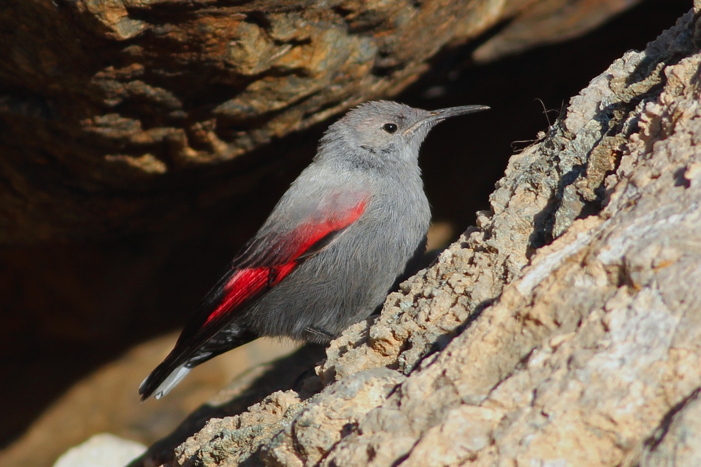 Wallcreeper