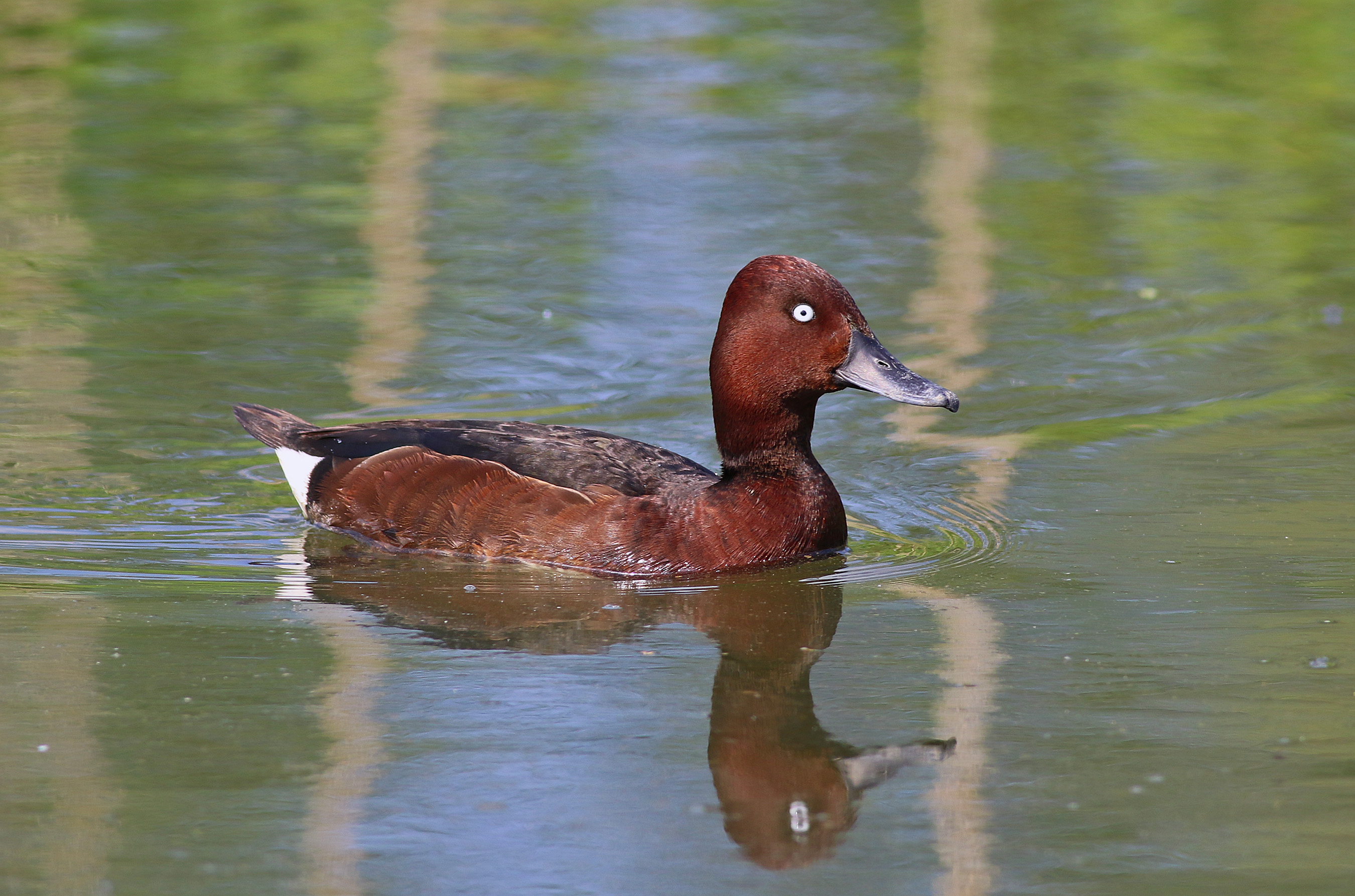 Ferruginous Duck