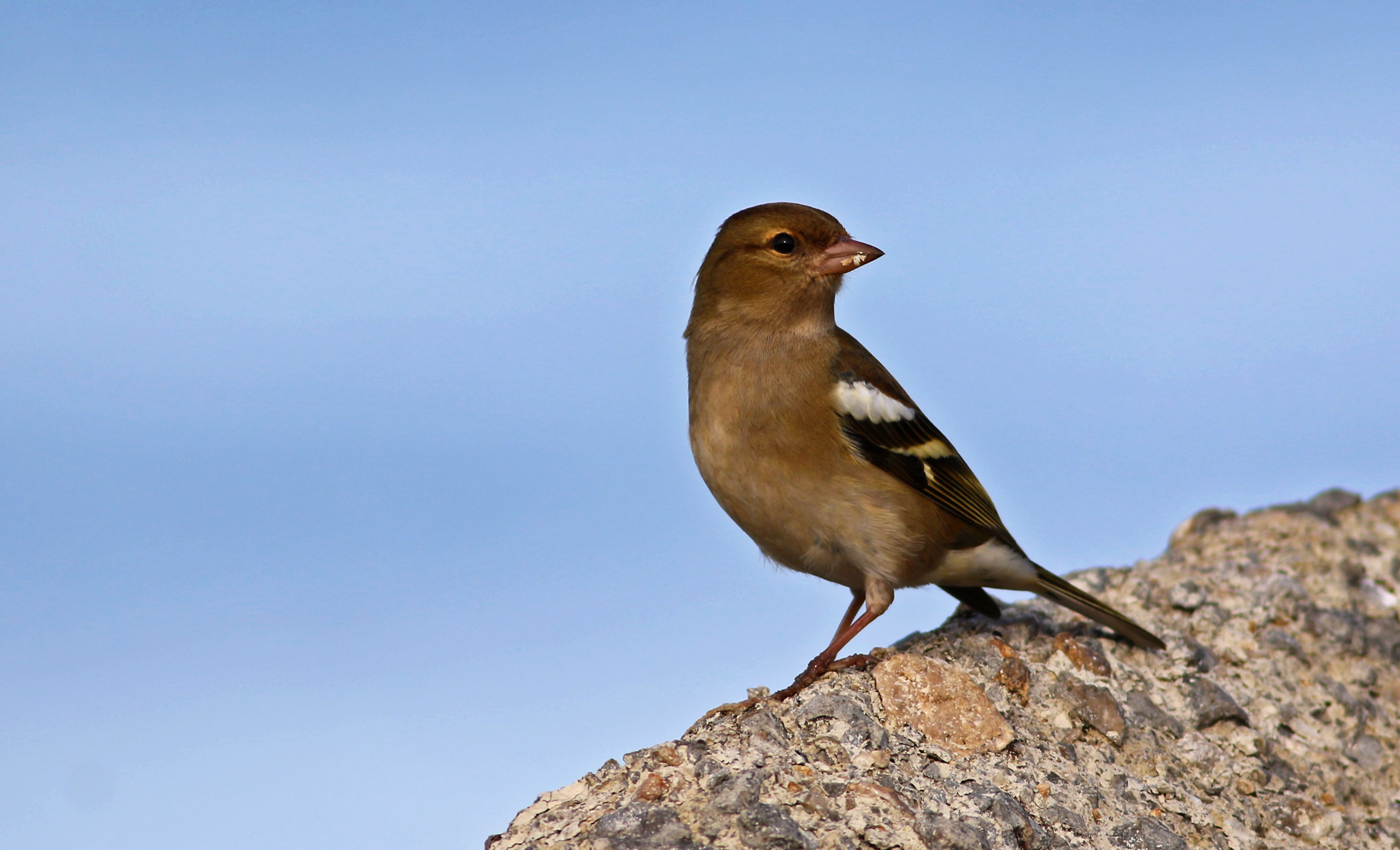 Common Chaffinch