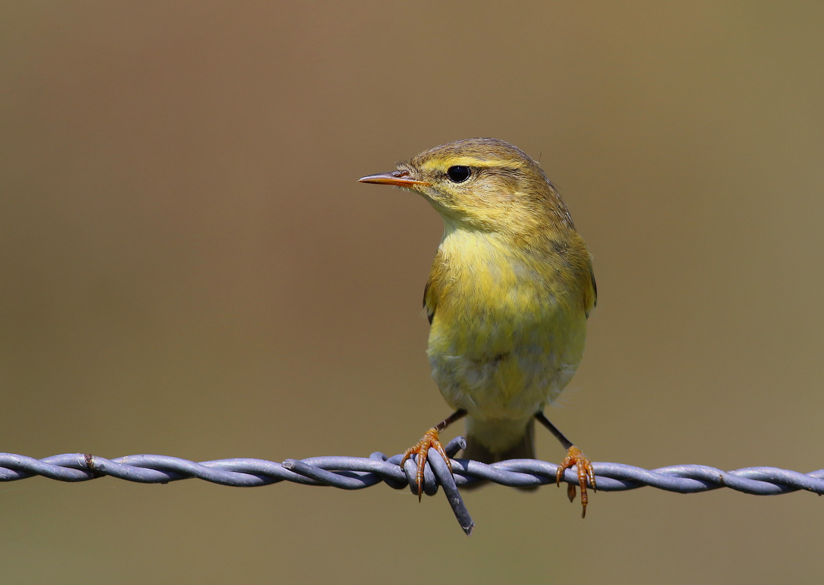 Willow Warbler