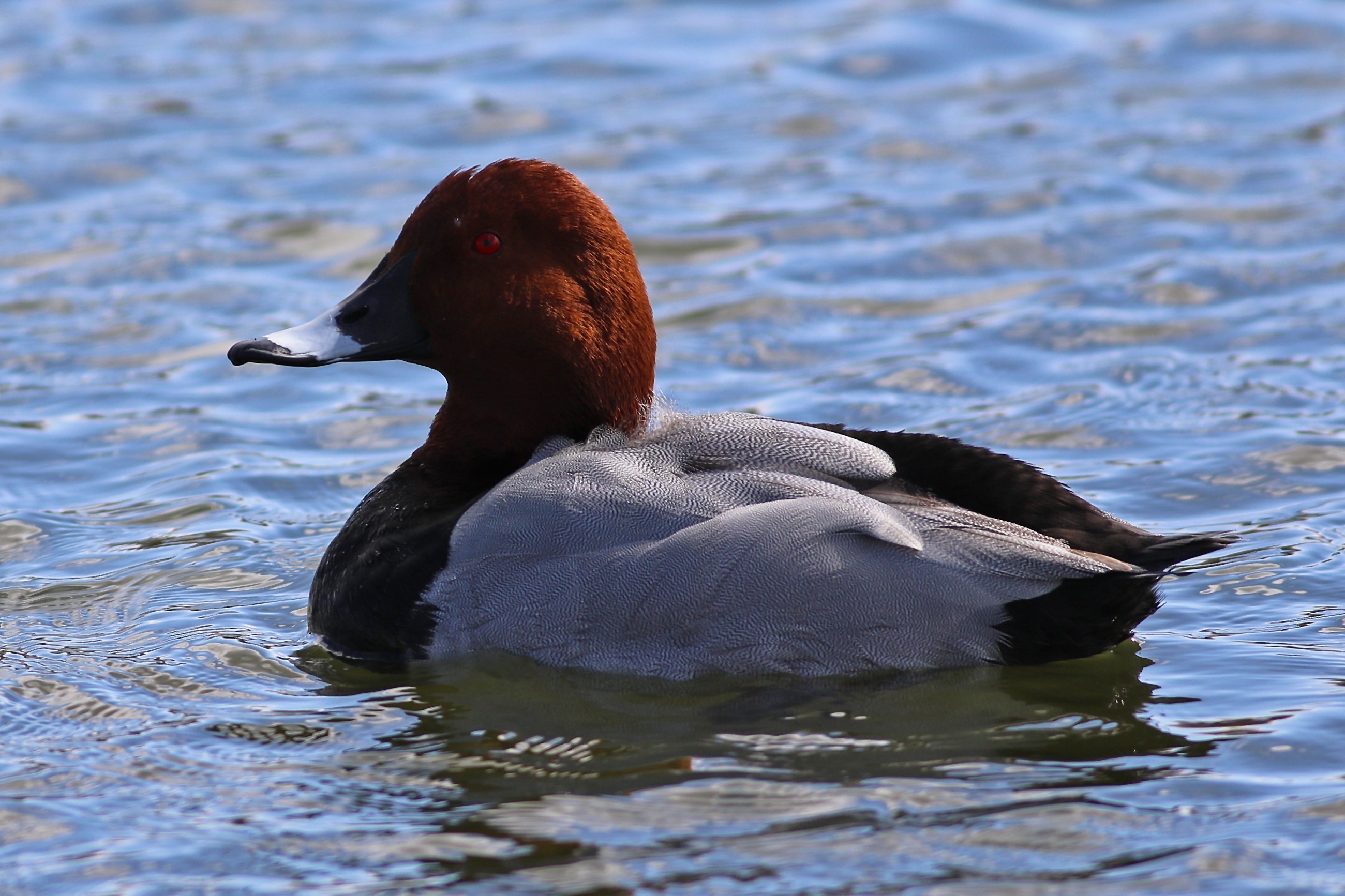 Common Pochard