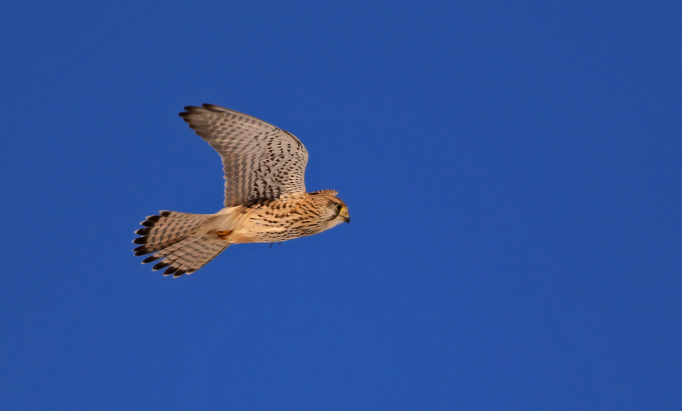 Eurasian Kestrel