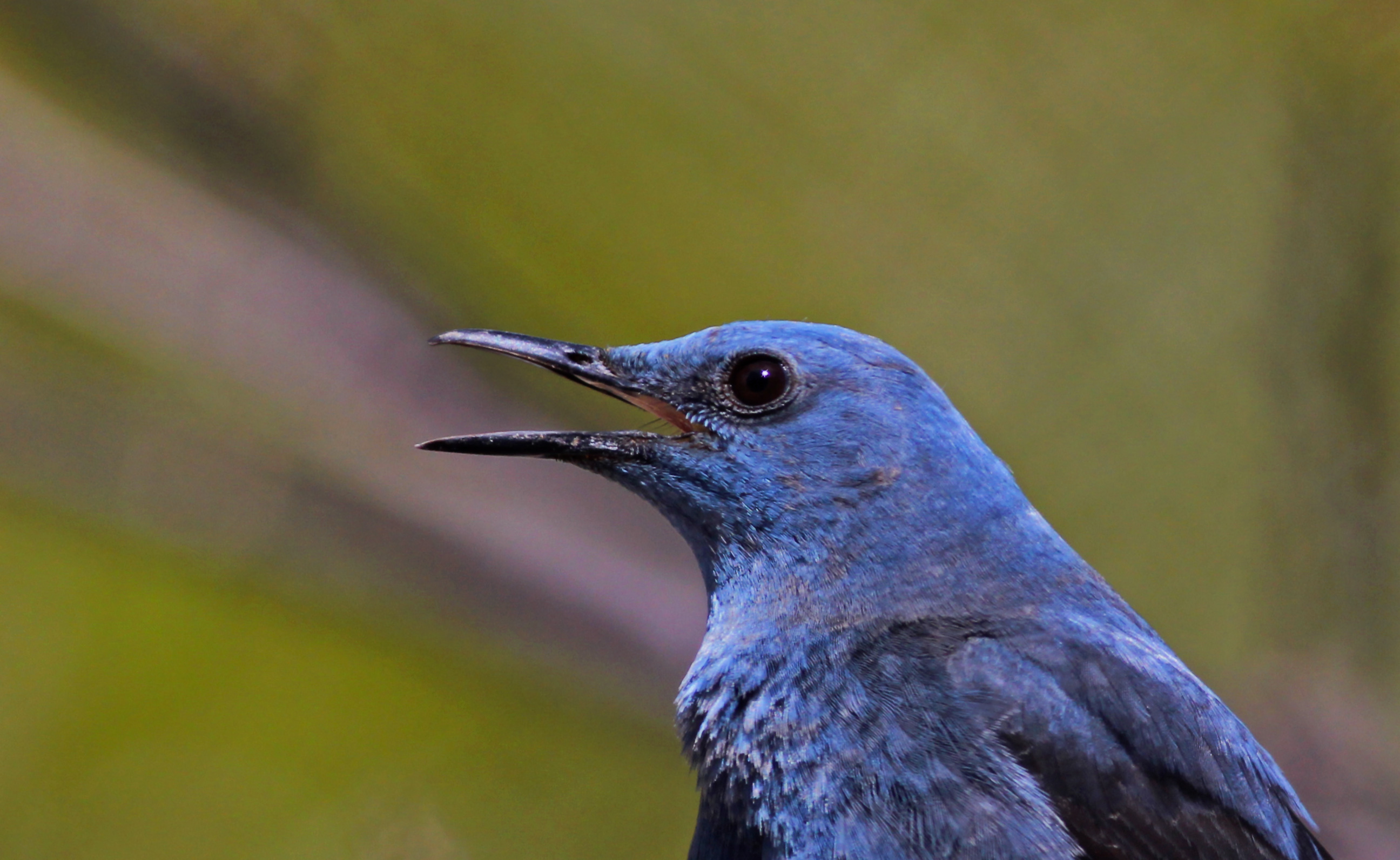 Blue Rock-Thrush