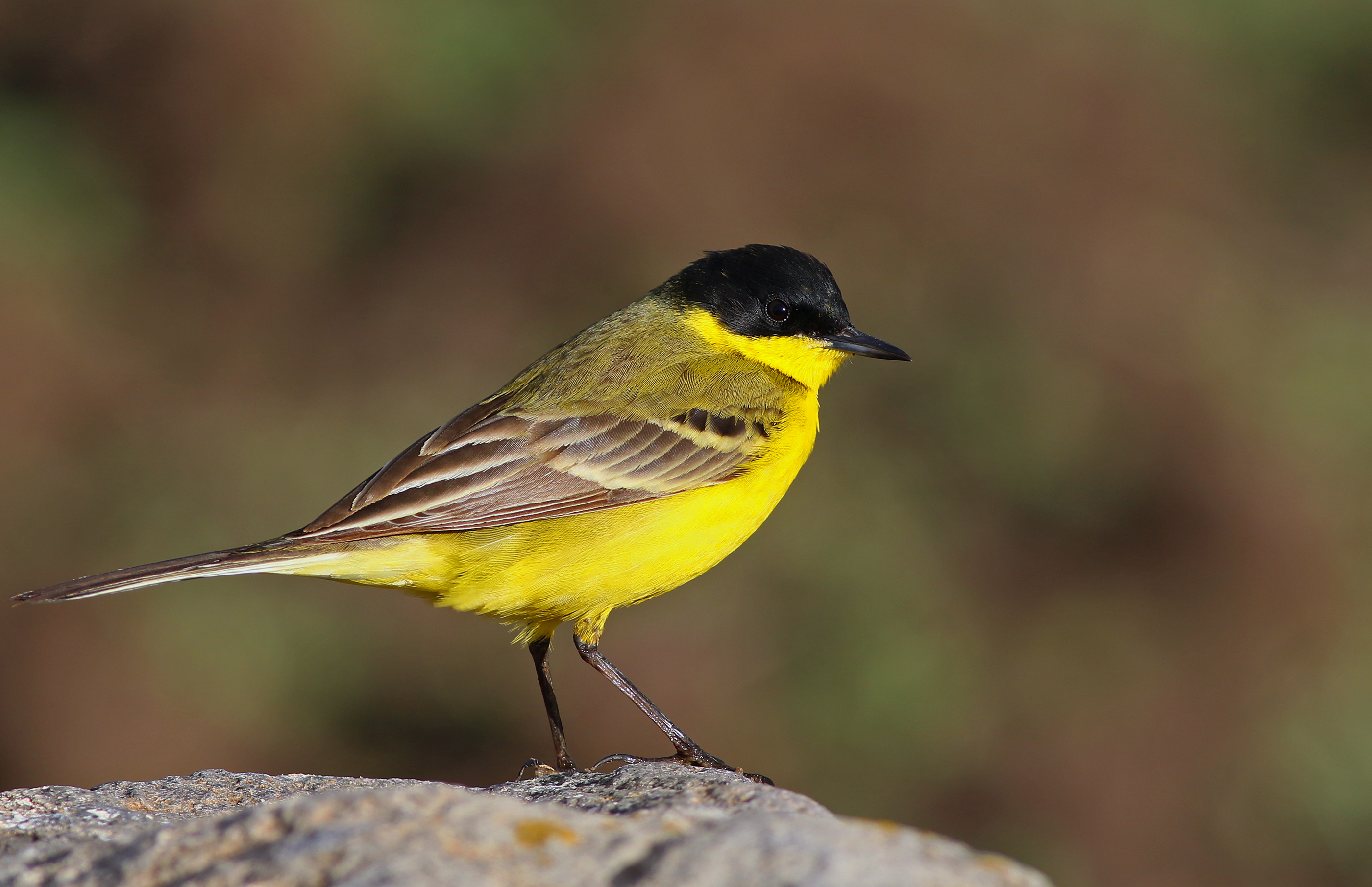 Western Yellow Wagtail