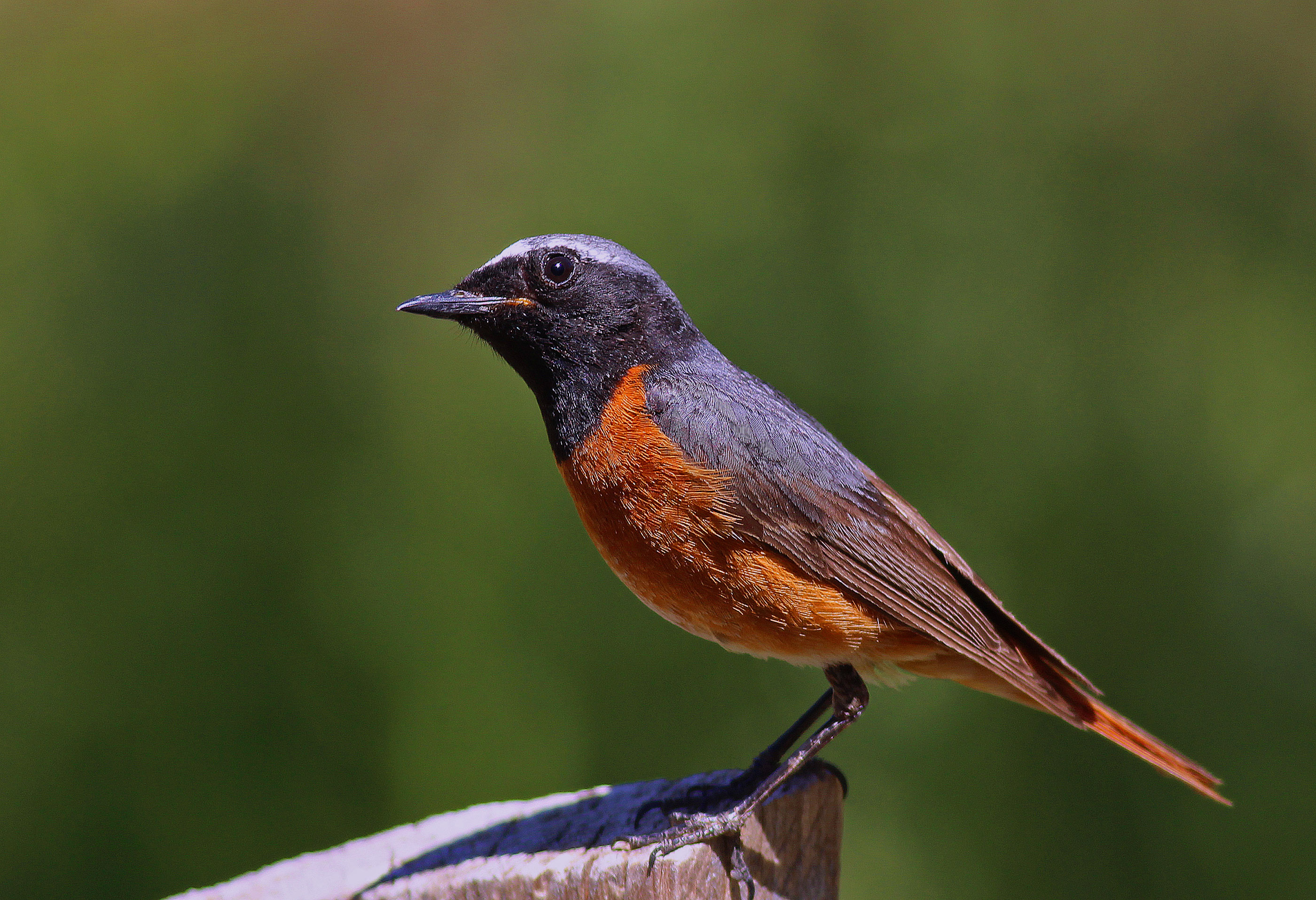 Common Redstart