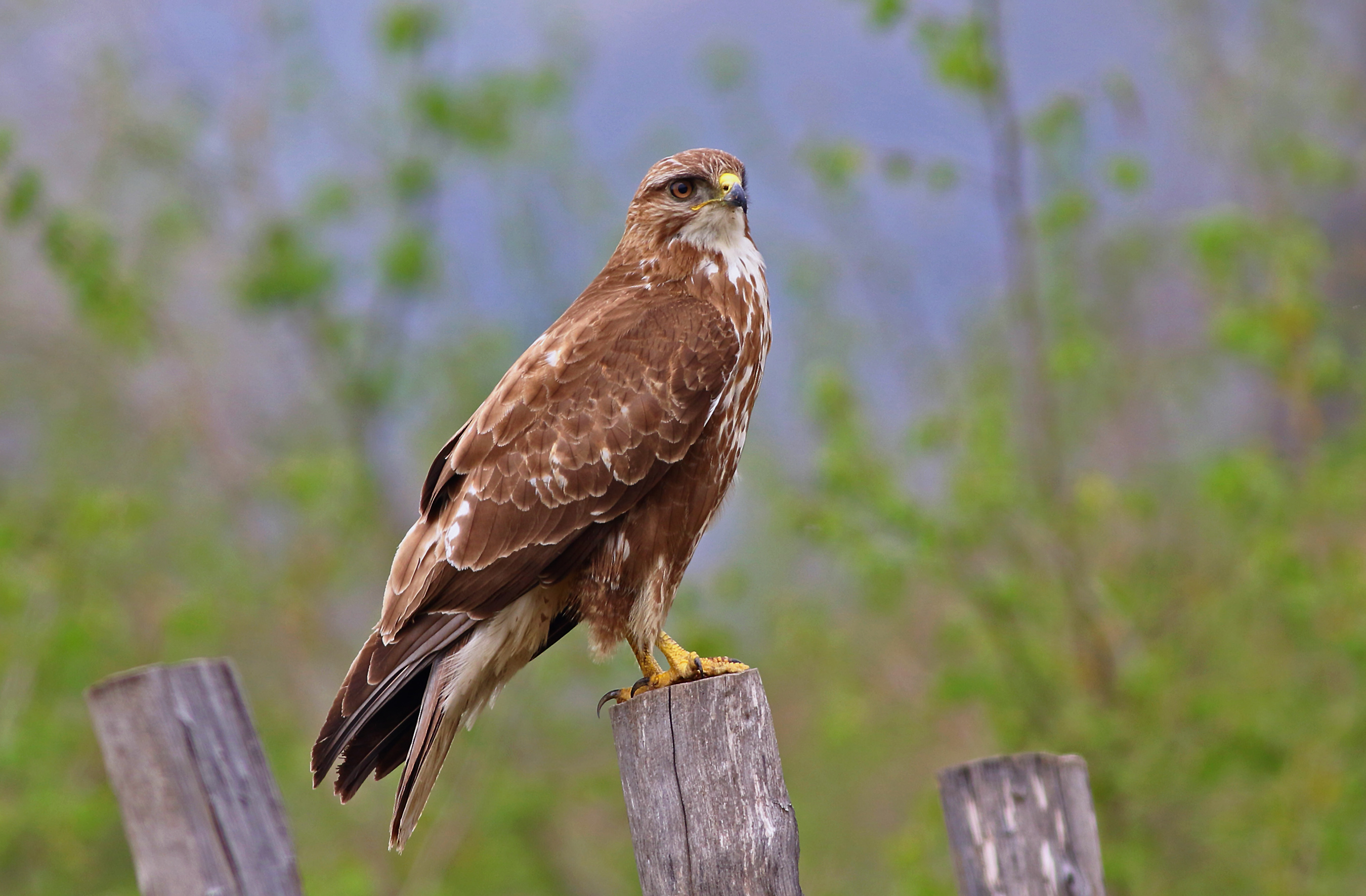 Common Buzzard — Ana fotoğraf