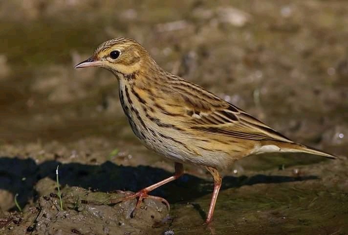 Tree Pipit