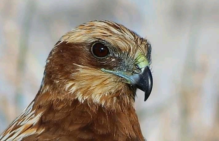 Western Marsh-harrier