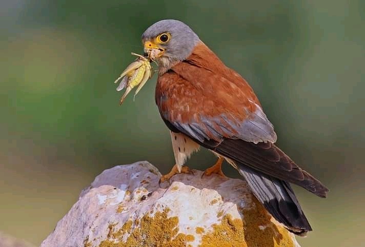 Lesser Kestrel