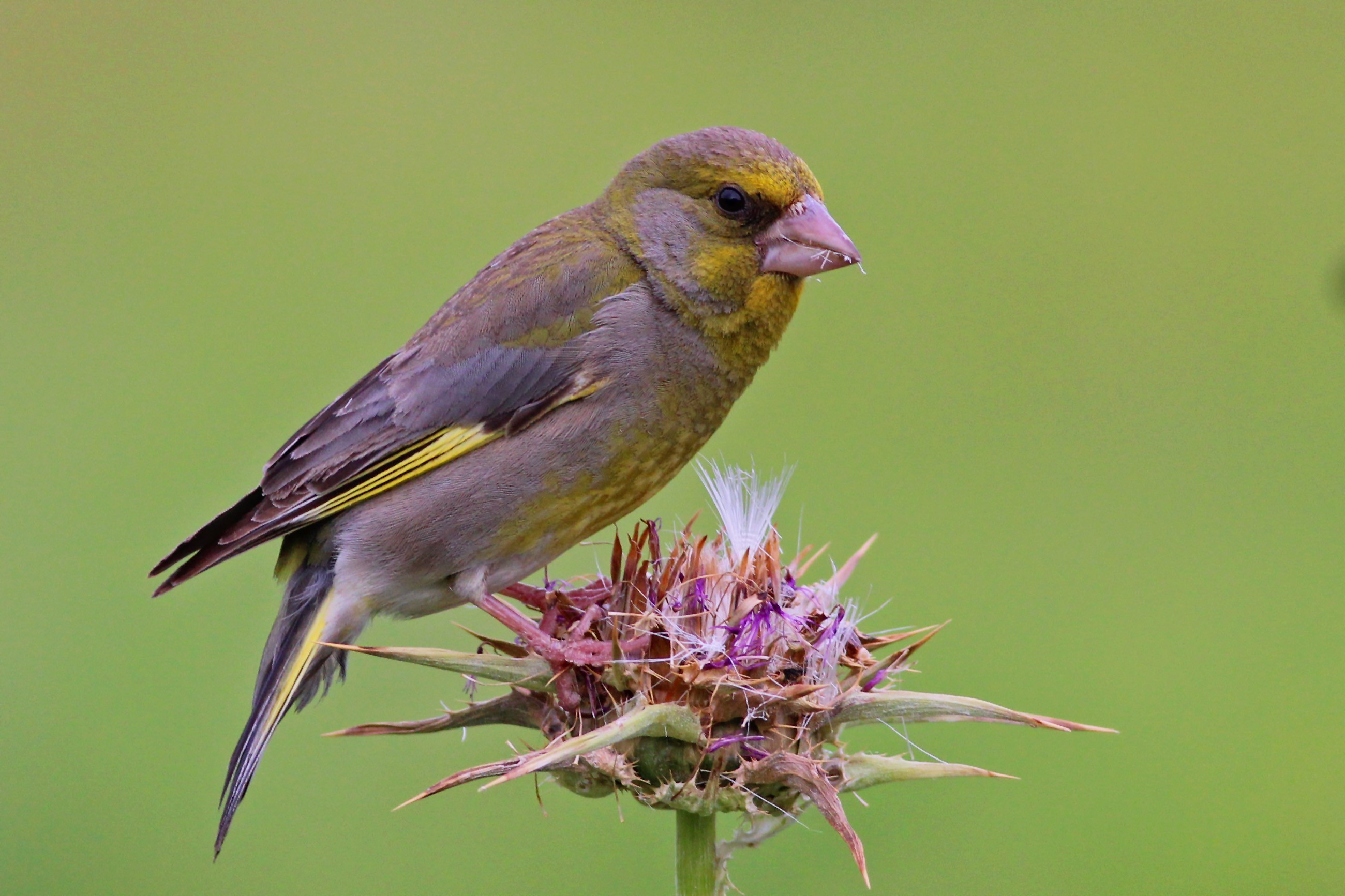 European Greenfinch