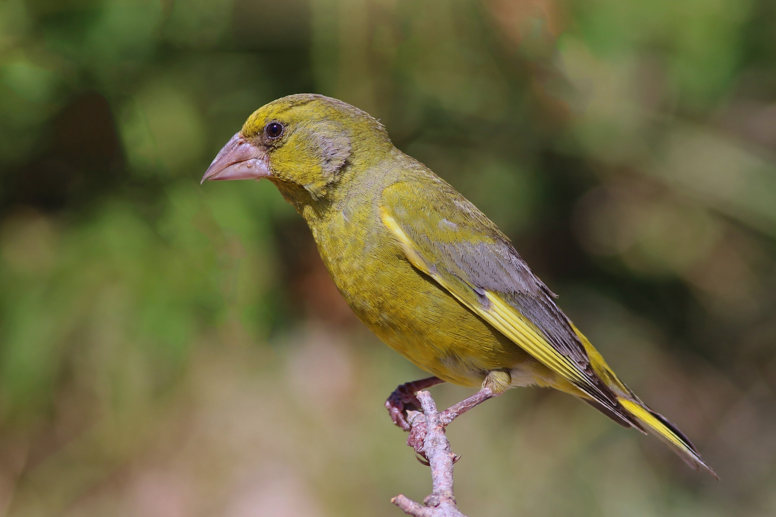 European Greenfinch