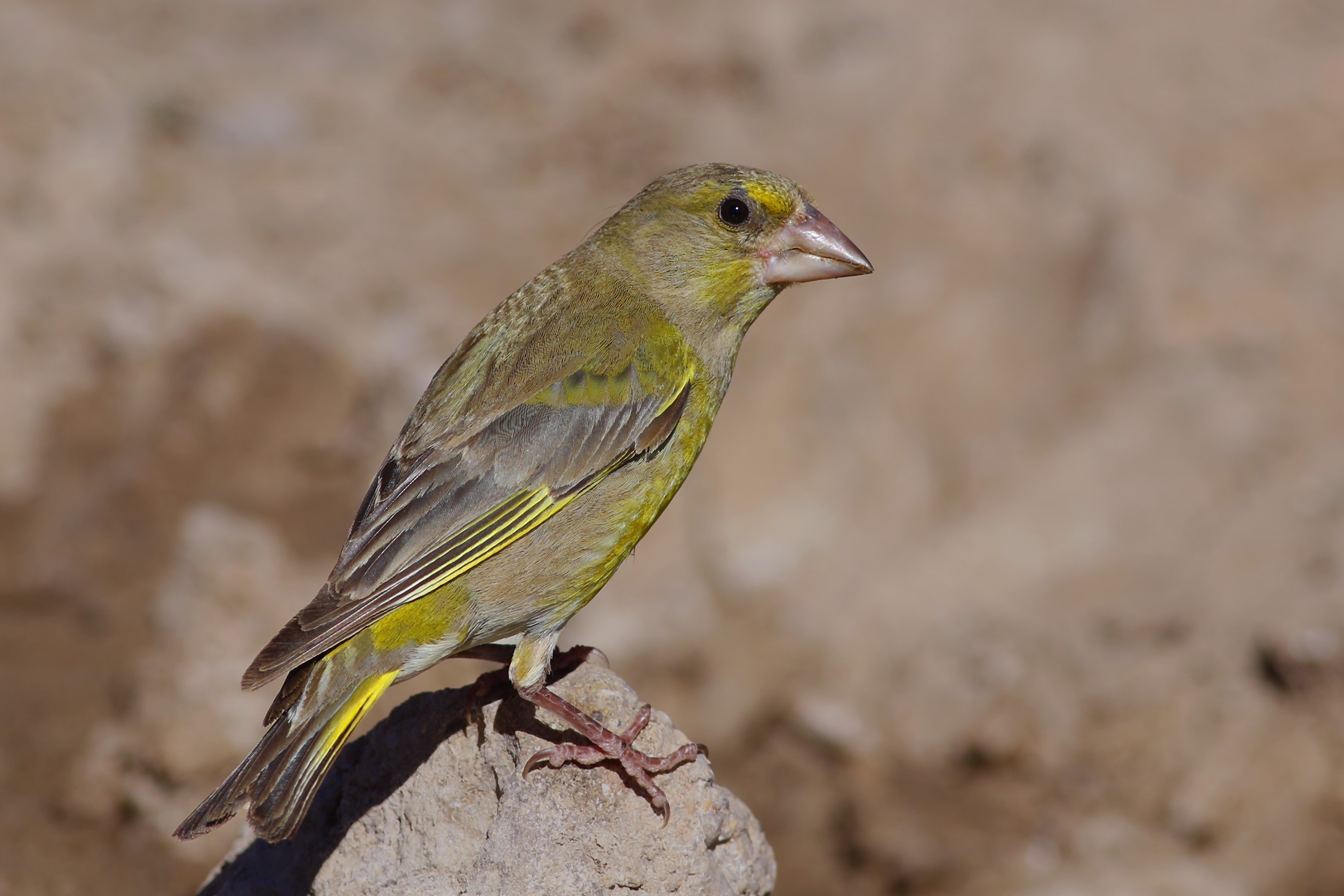 European Greenfinch