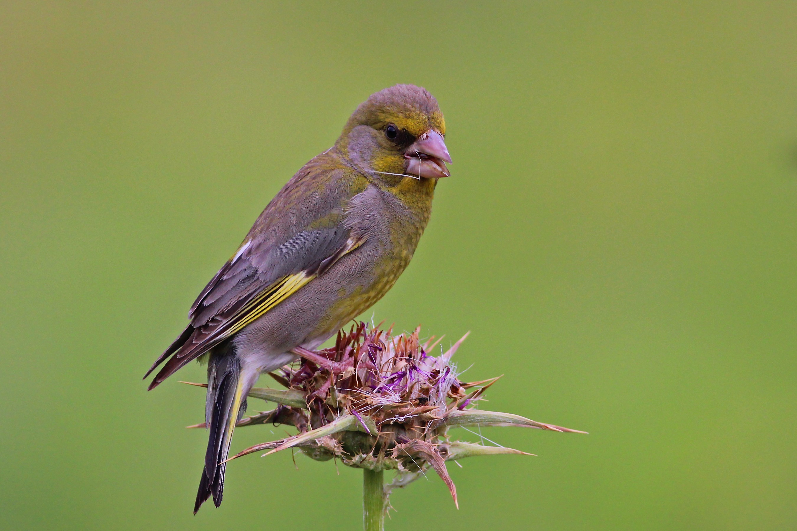 European Greenfinch