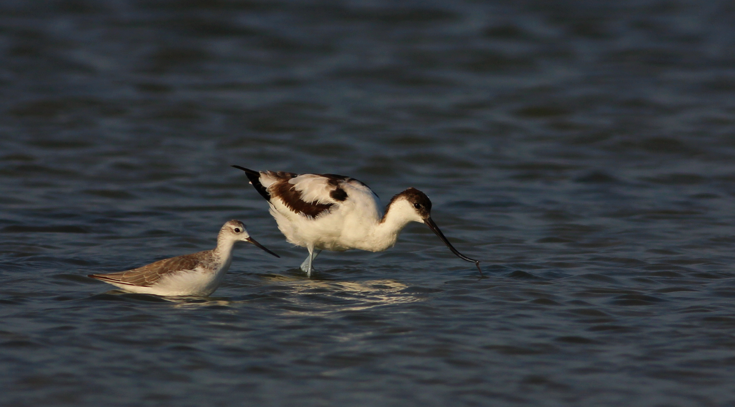 Pied Avocet