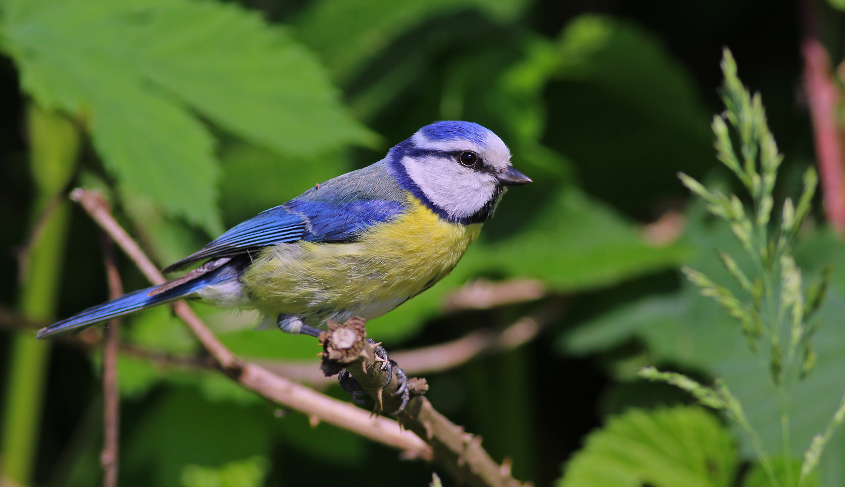Eurasian Blue Tit — Ana fotoğraf