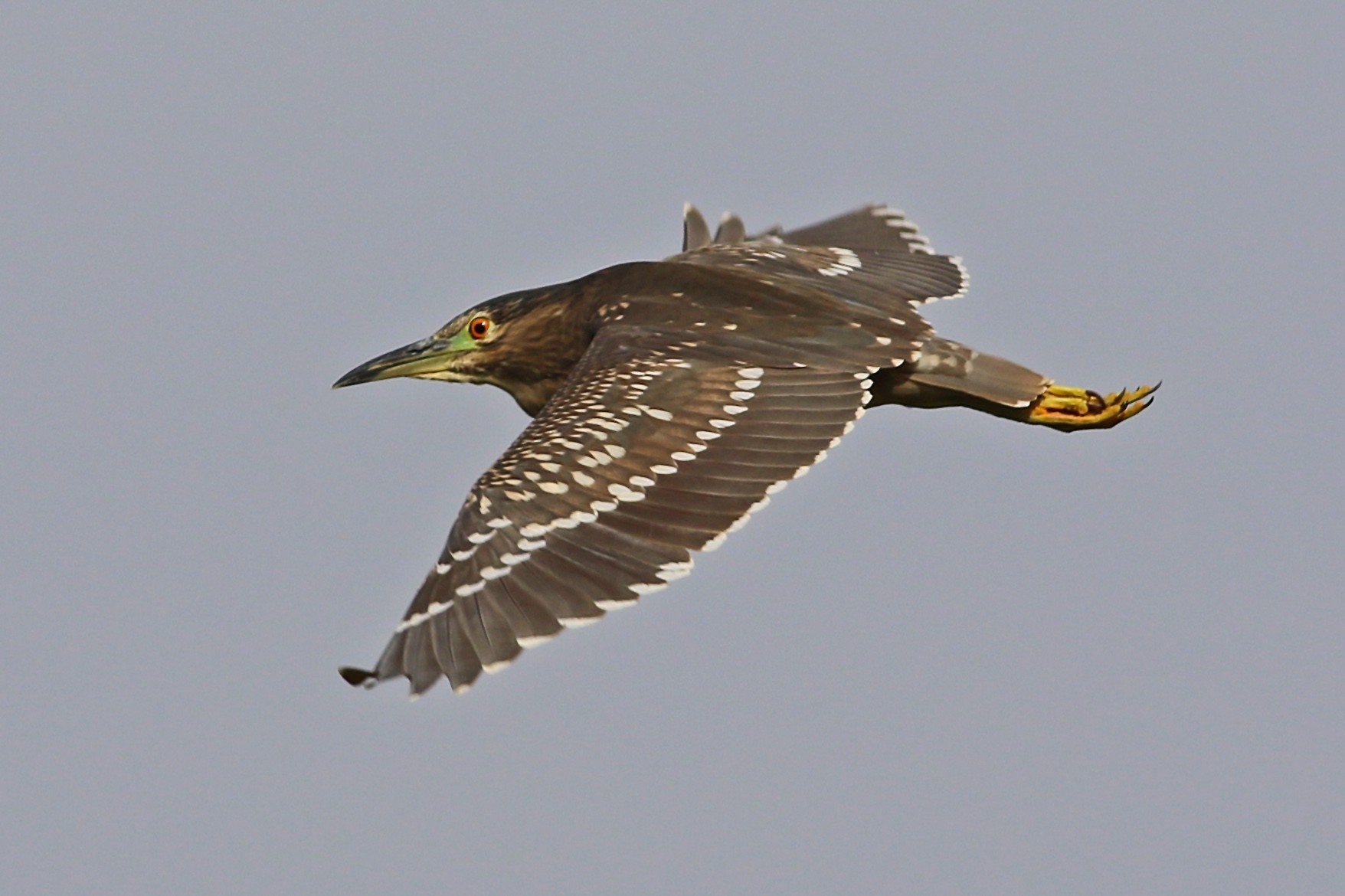 Black-crowned Night-heron