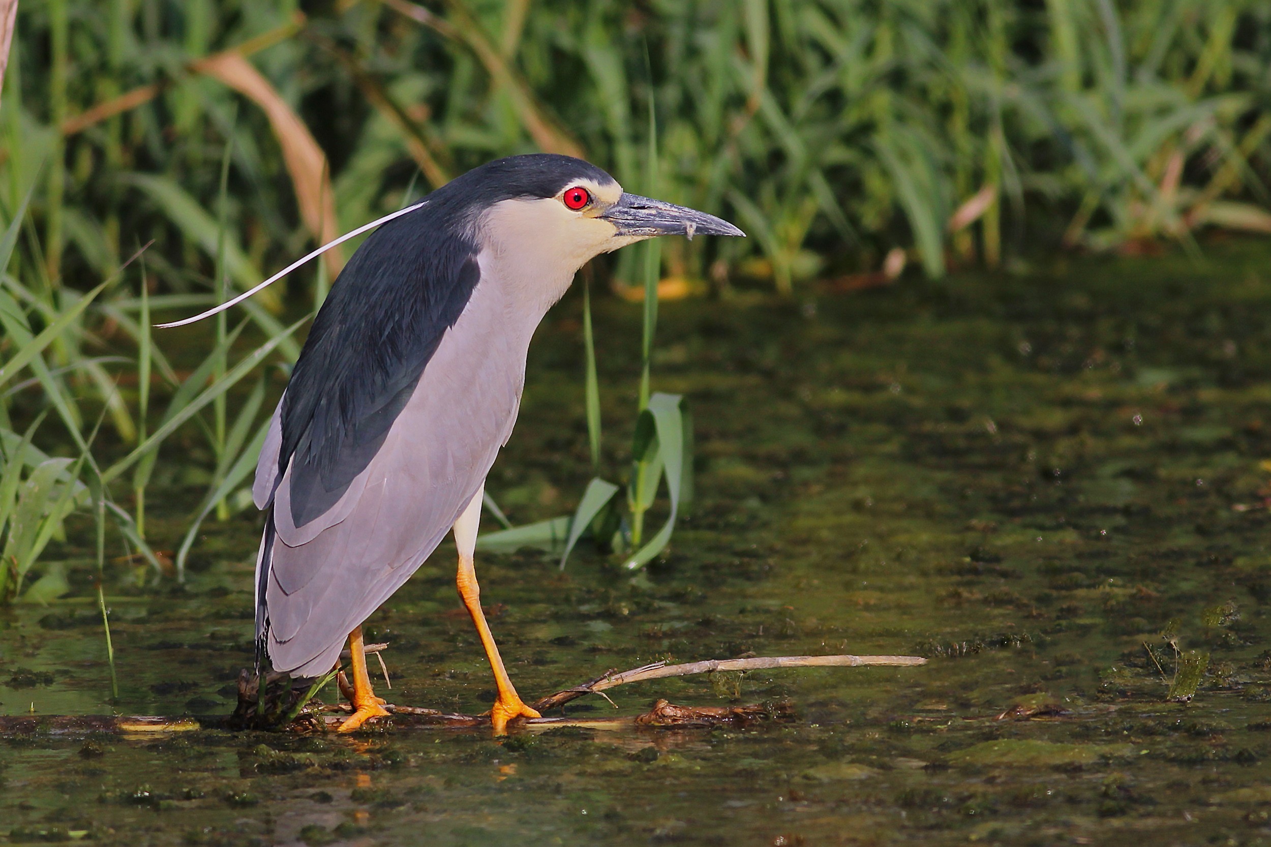 Black-crowned Night-heron