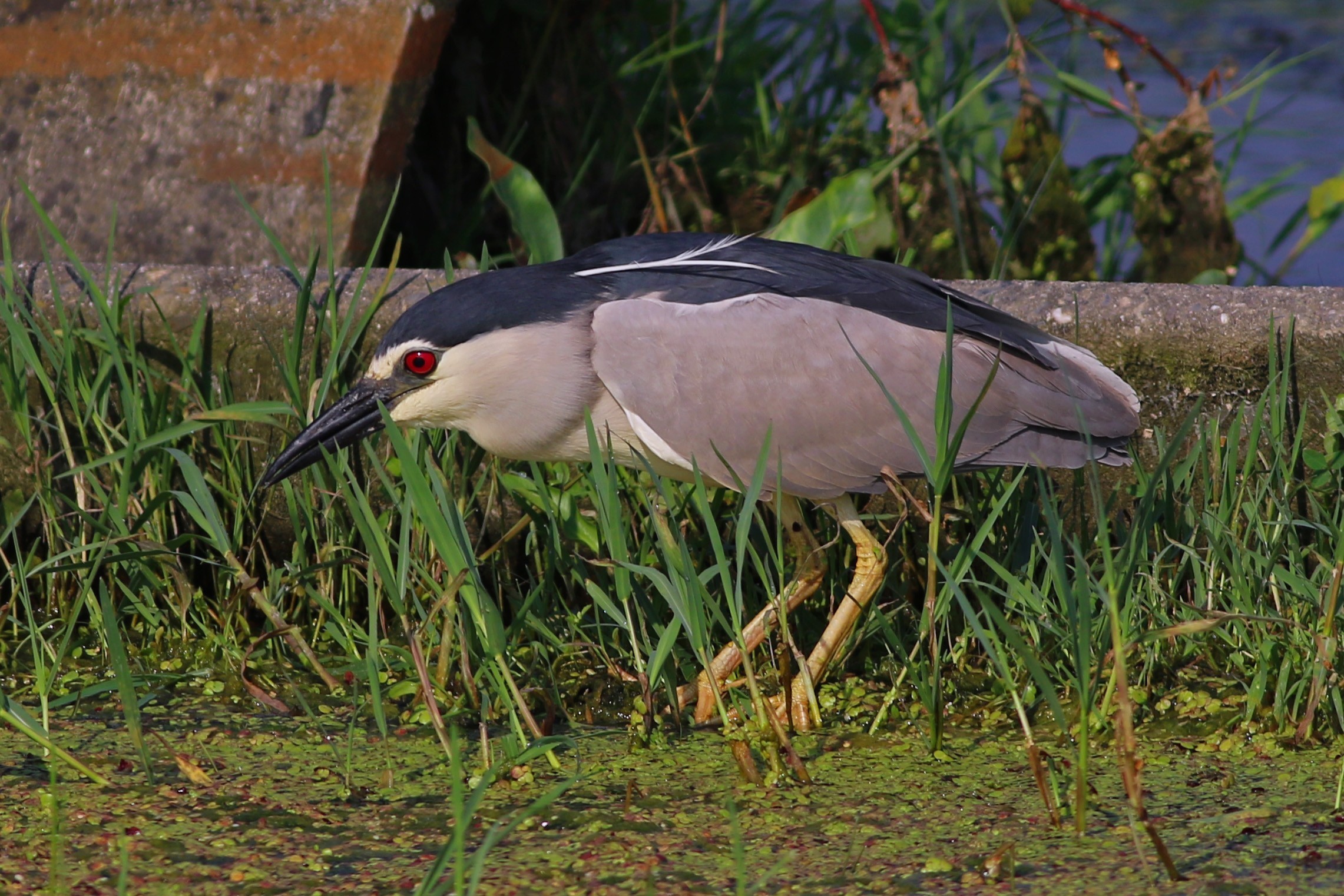 Black-crowned Night-Heron