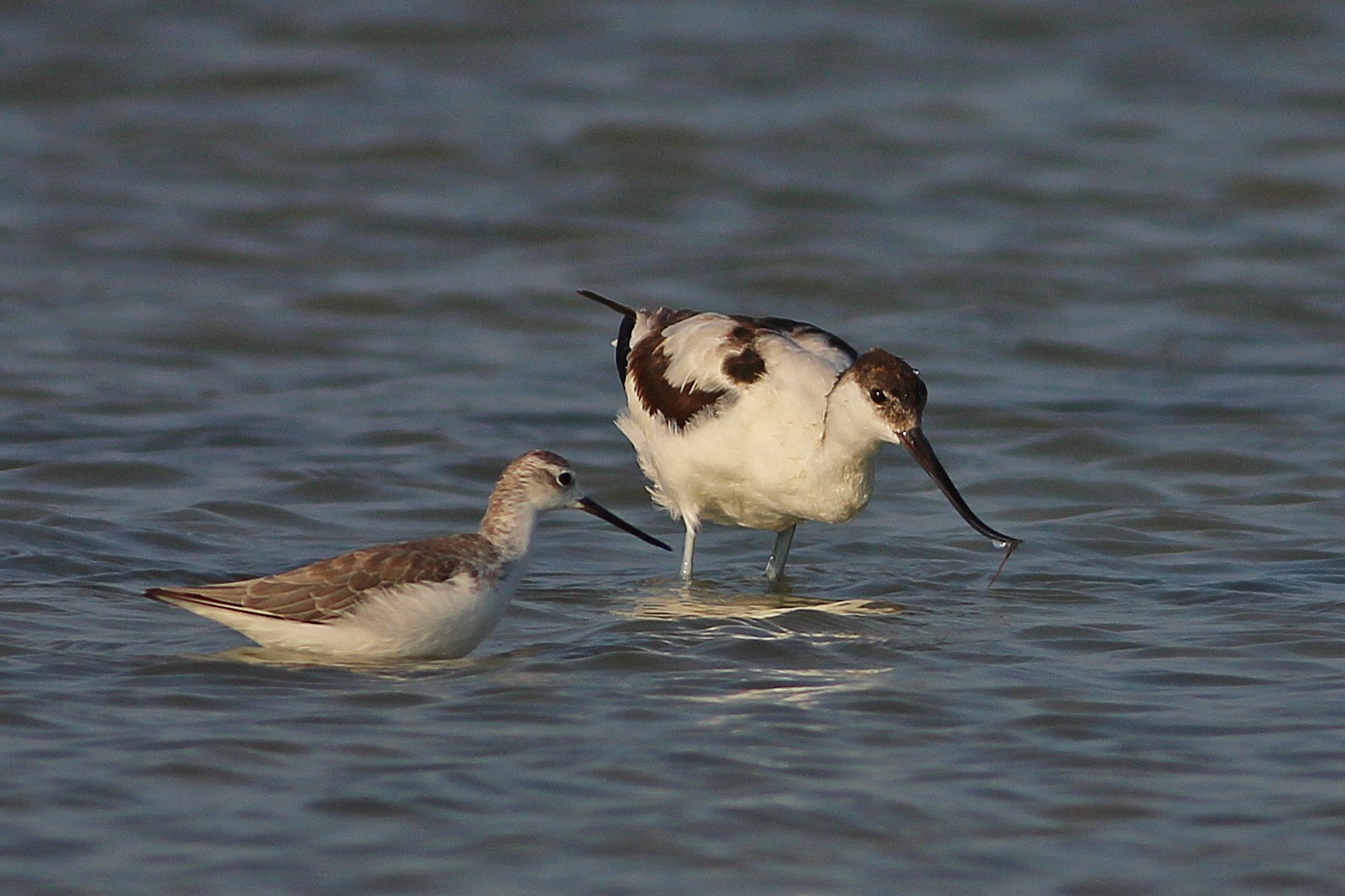 Pied Avocet