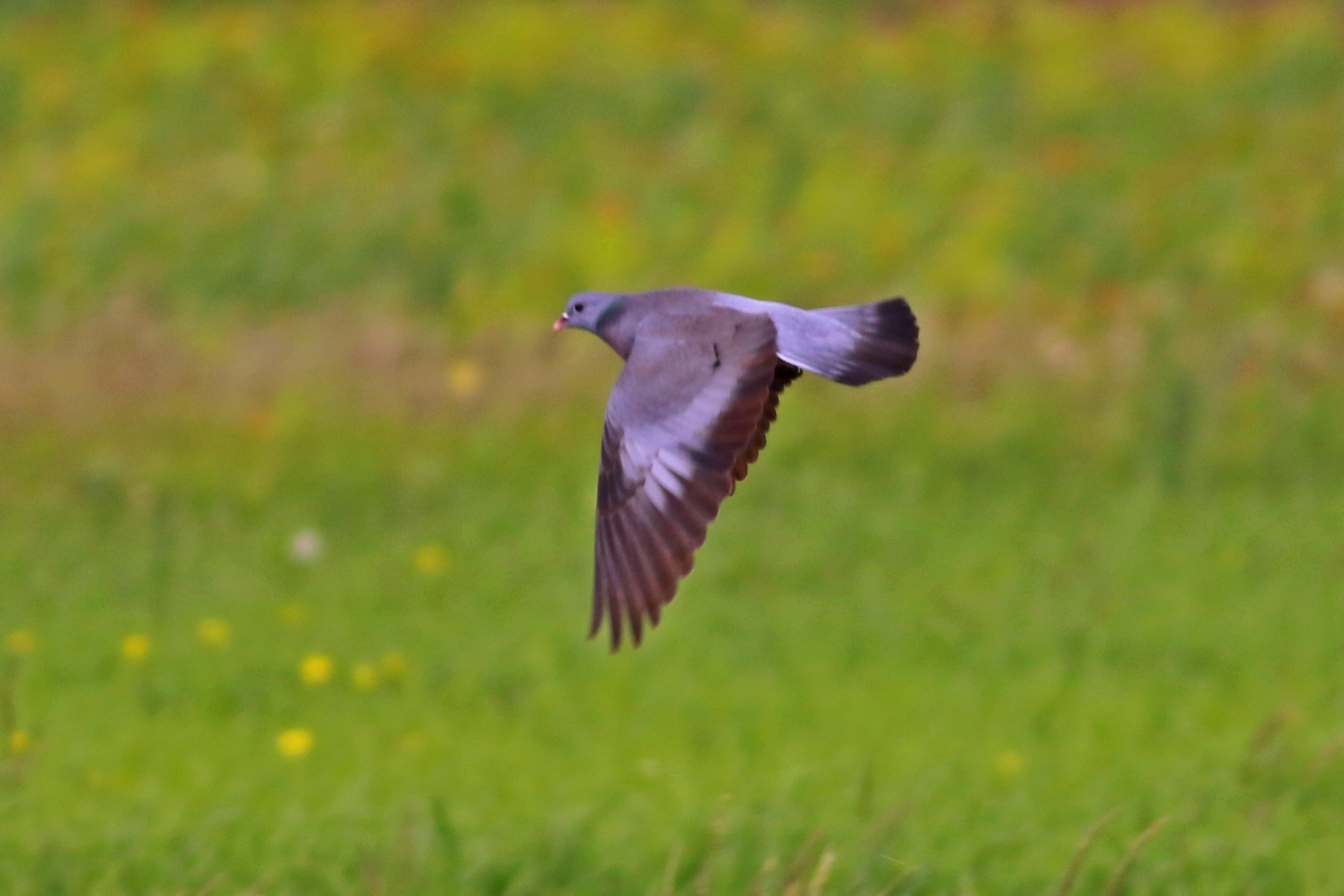 Stock Dove