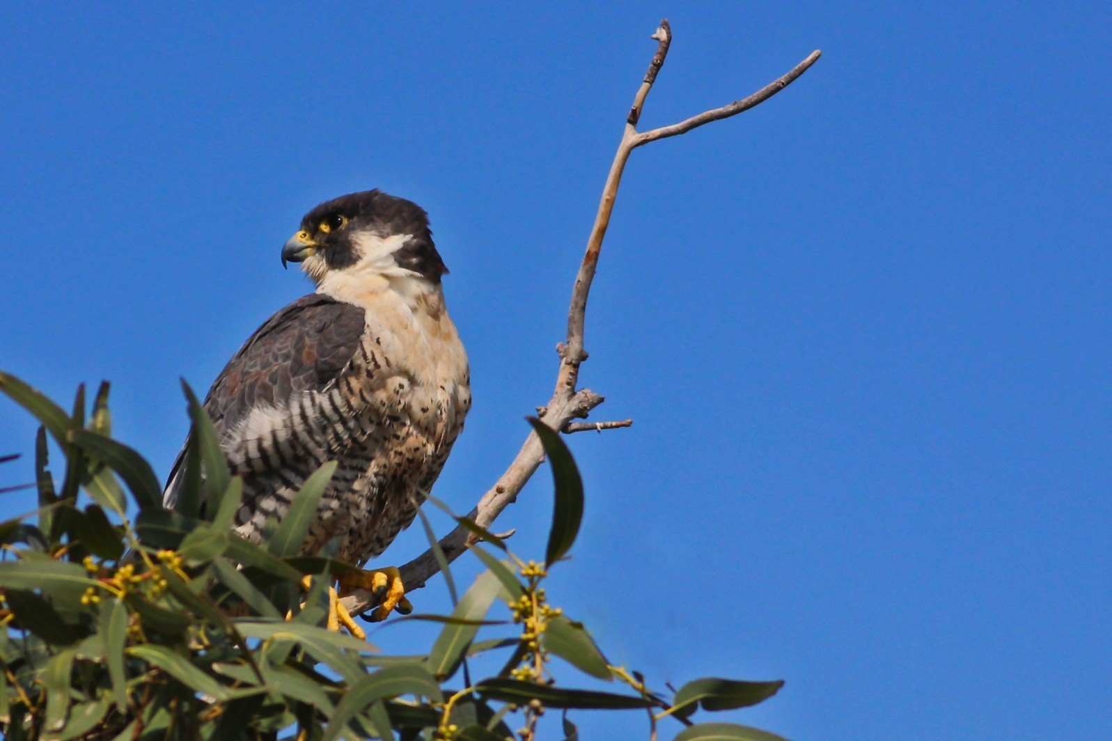 Peregrine Falcon