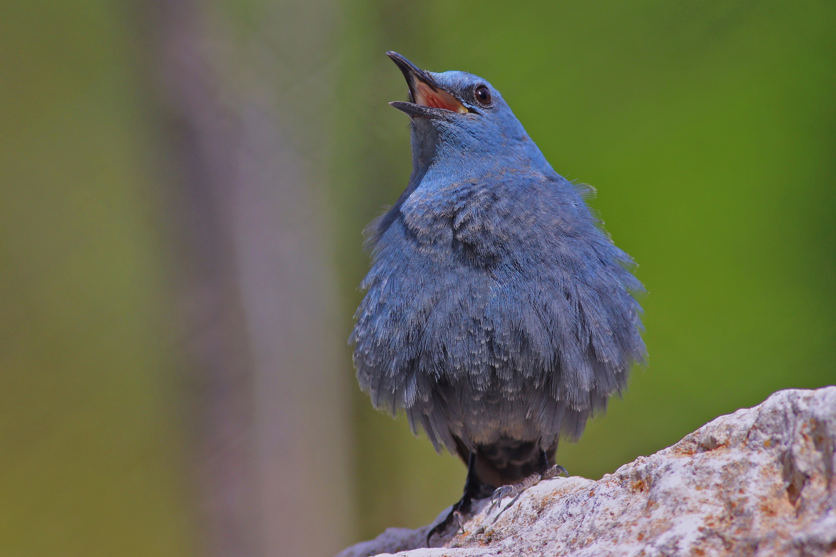 Blue Rock-thrush
