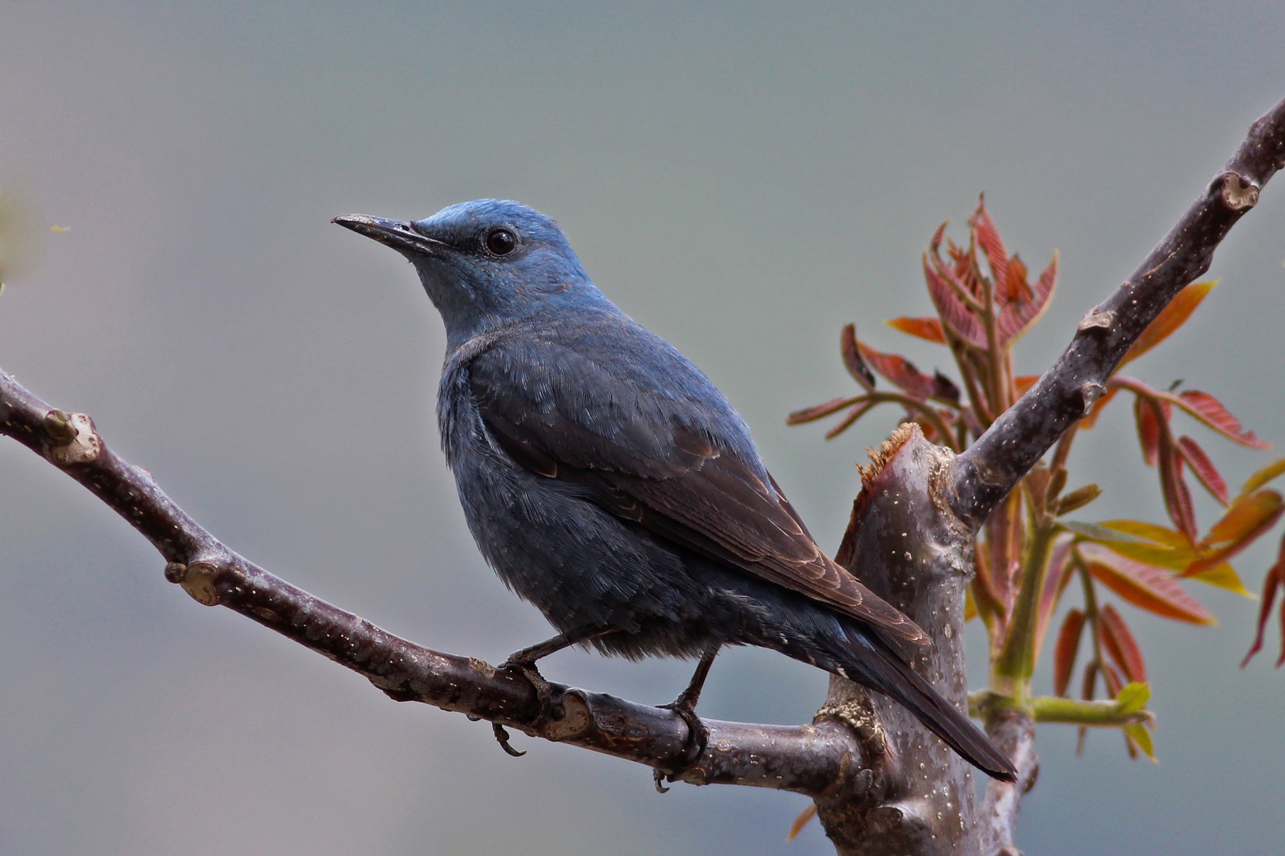 Blue Rock-thrush