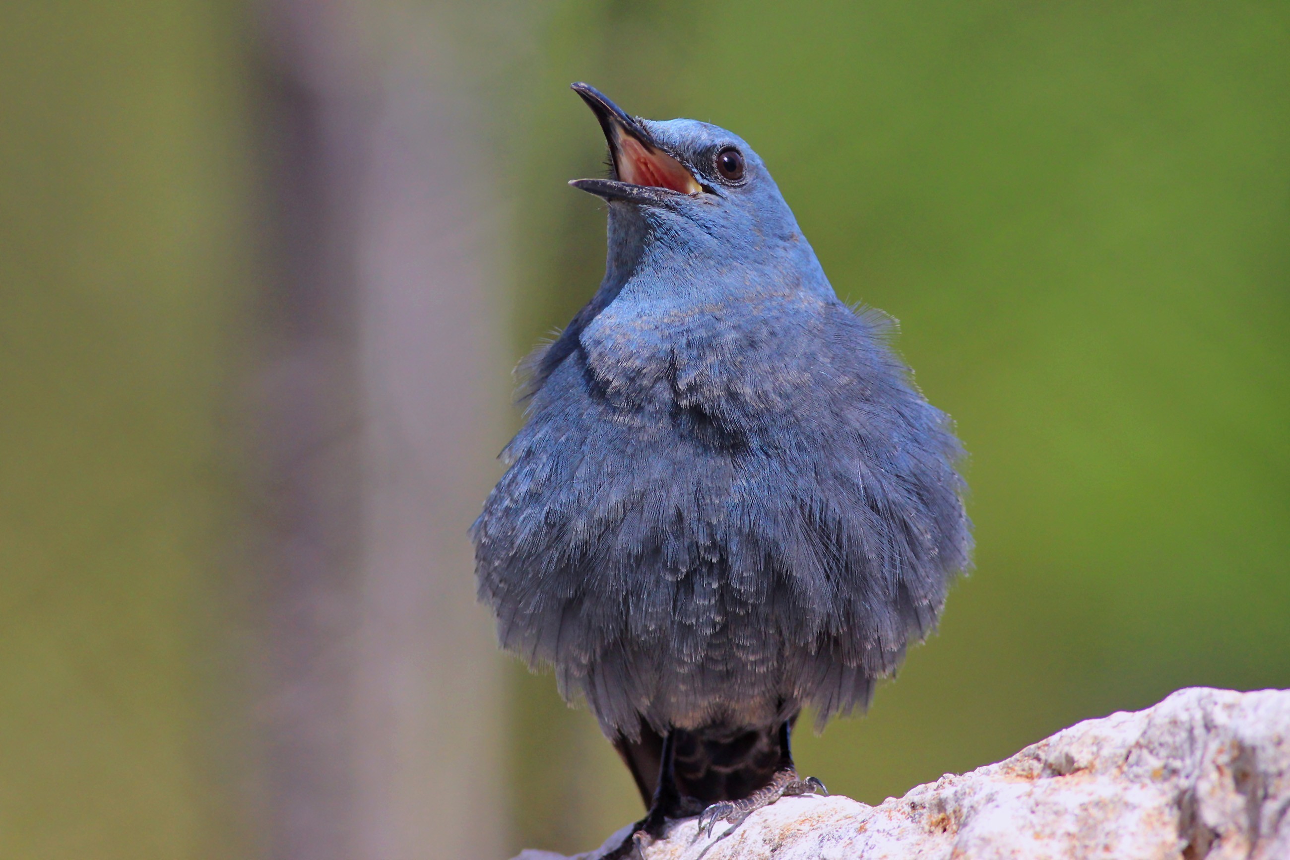 Blue Rock-thrush