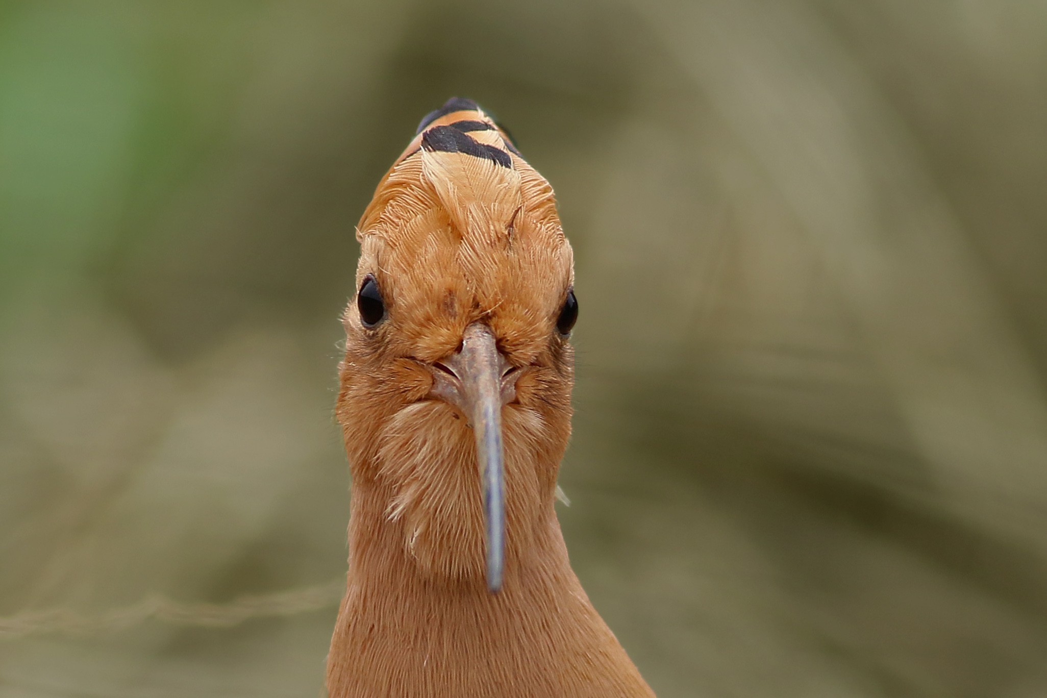 Common Hoopoe