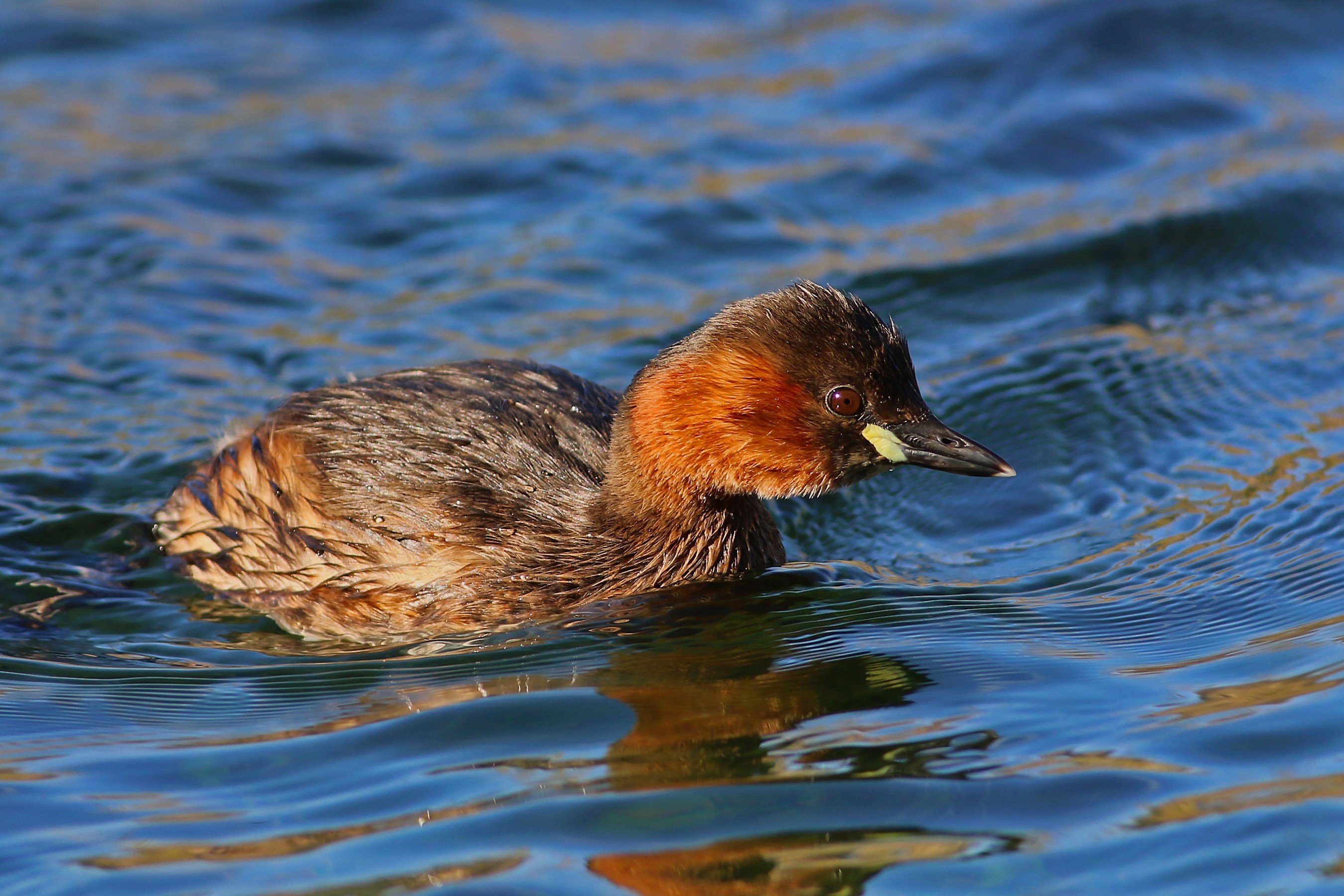 Little Grebe