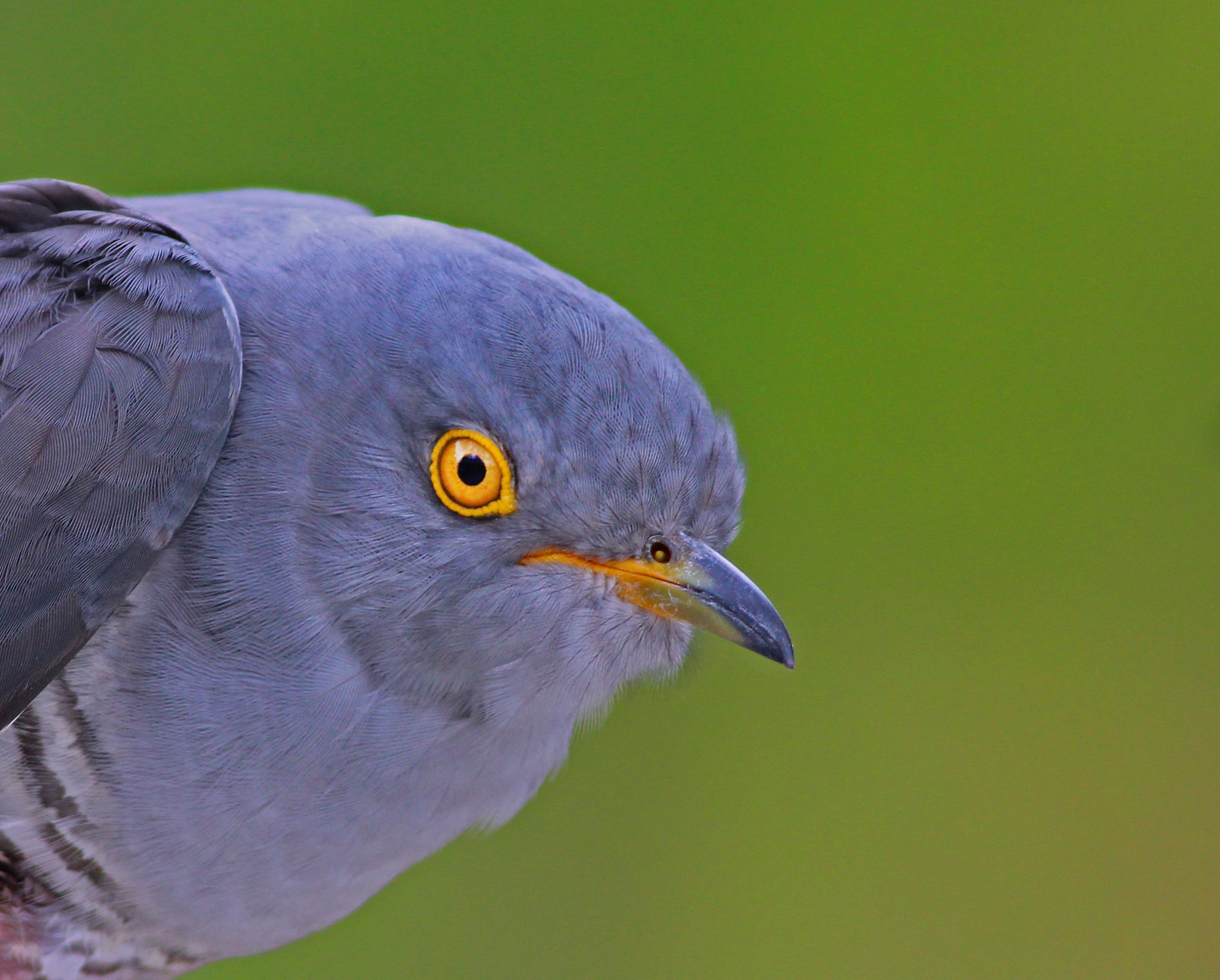 Common Cuckoo — Ana fotoğraf