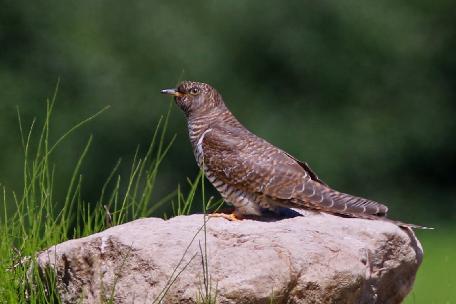 Common Cuckoo