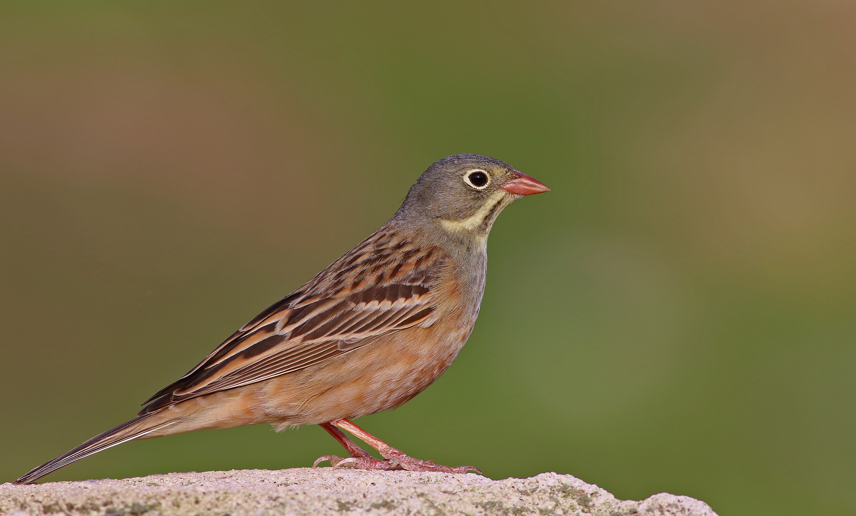 Ortolan Bunting