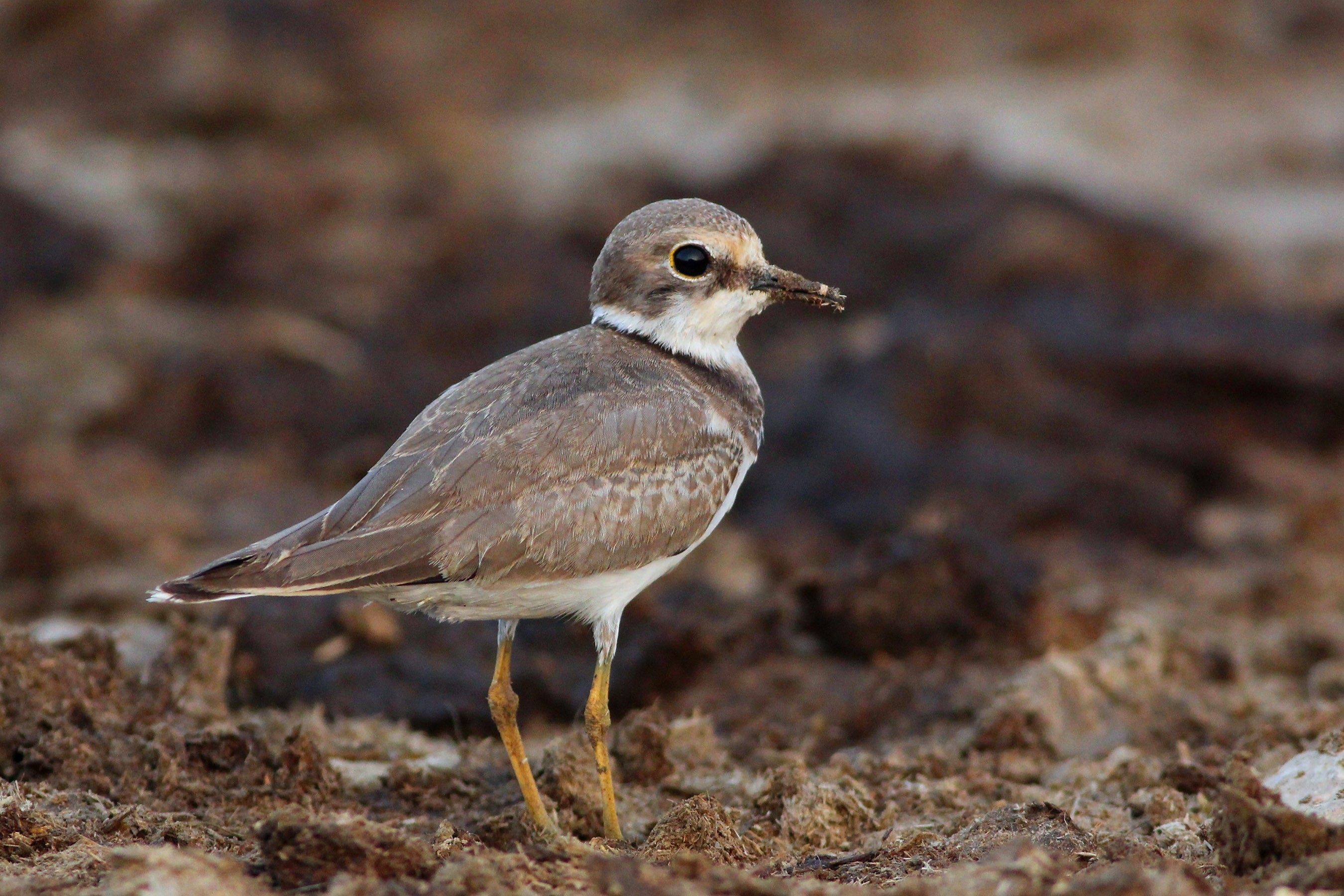 Little Ringed Plover