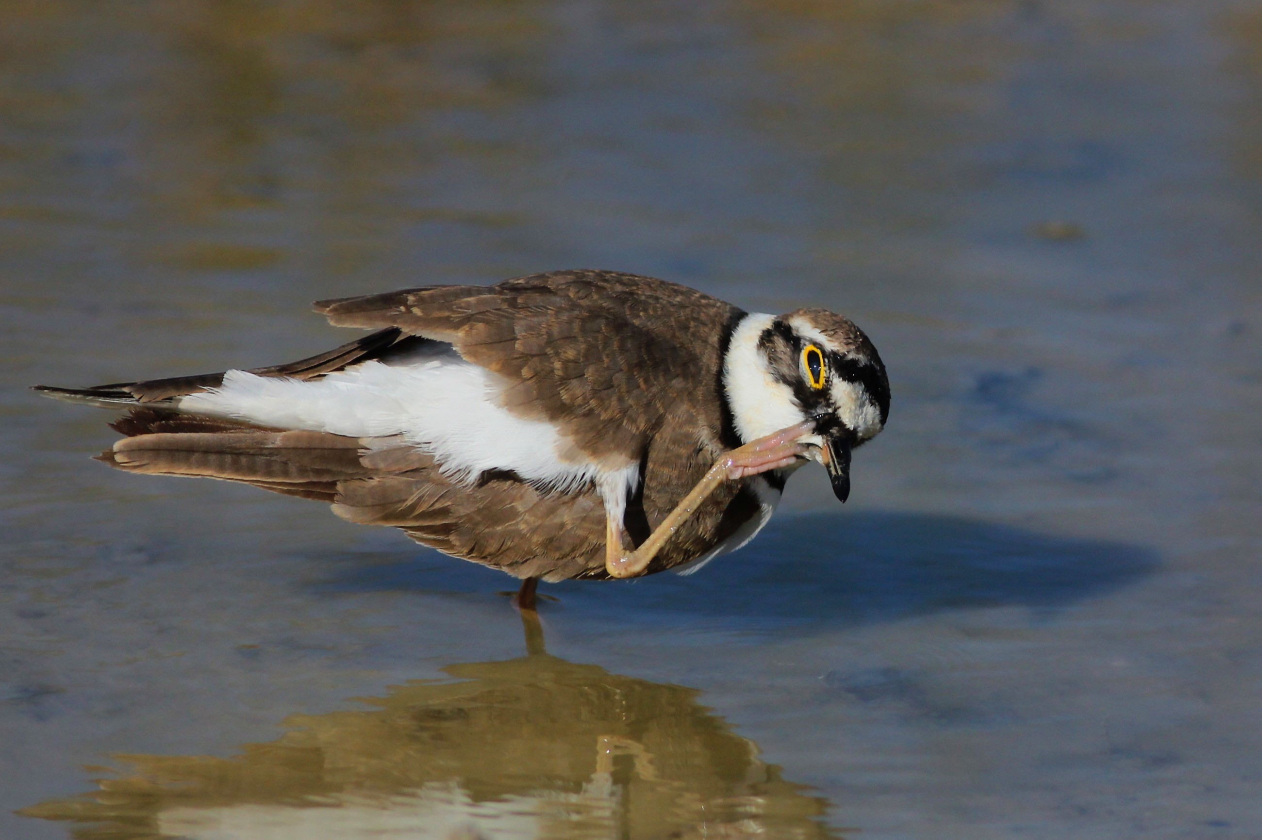 Little Ringed Plover