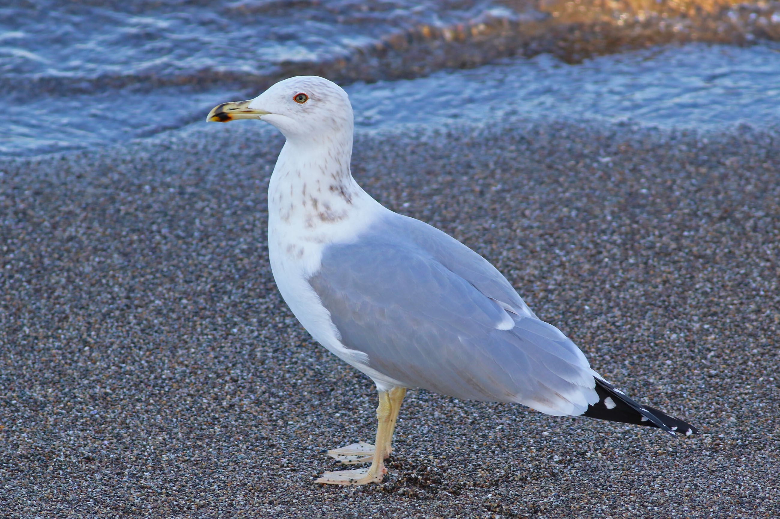 Caspian Gull