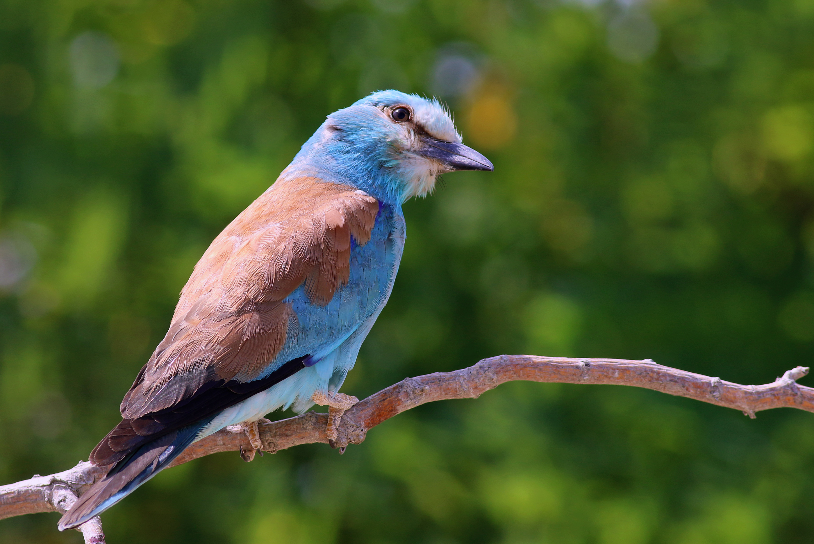 European Roller