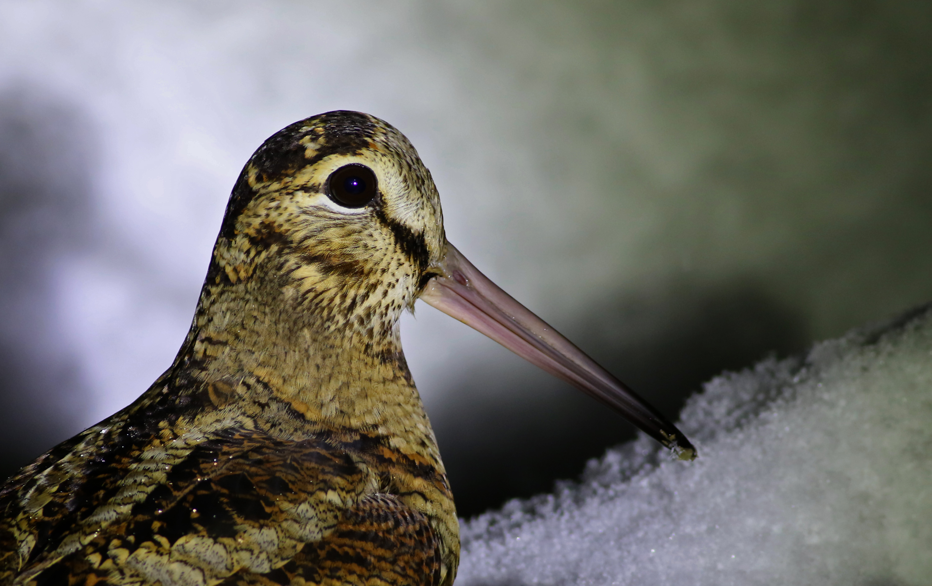 Eurasian Woodcock