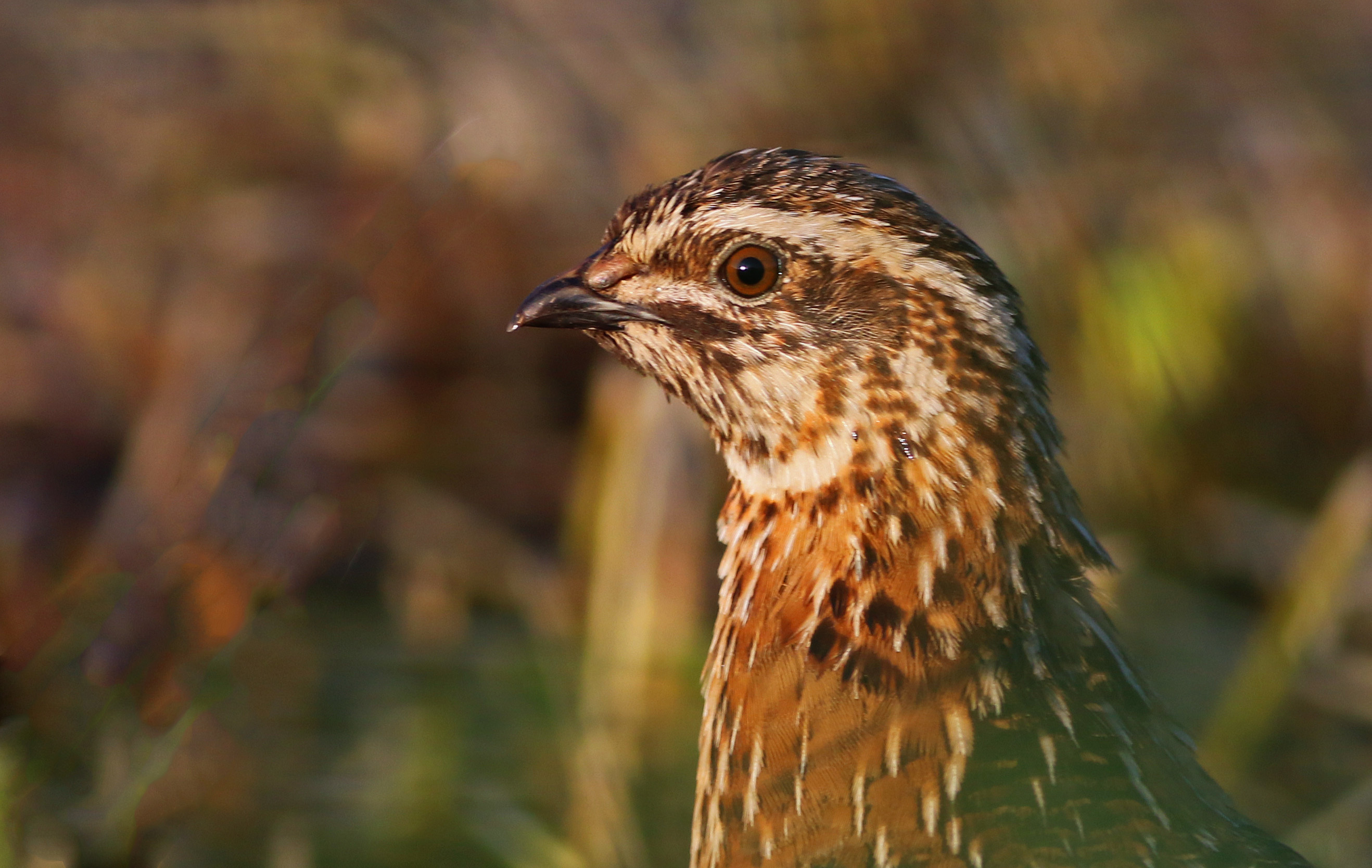 Common Quail
