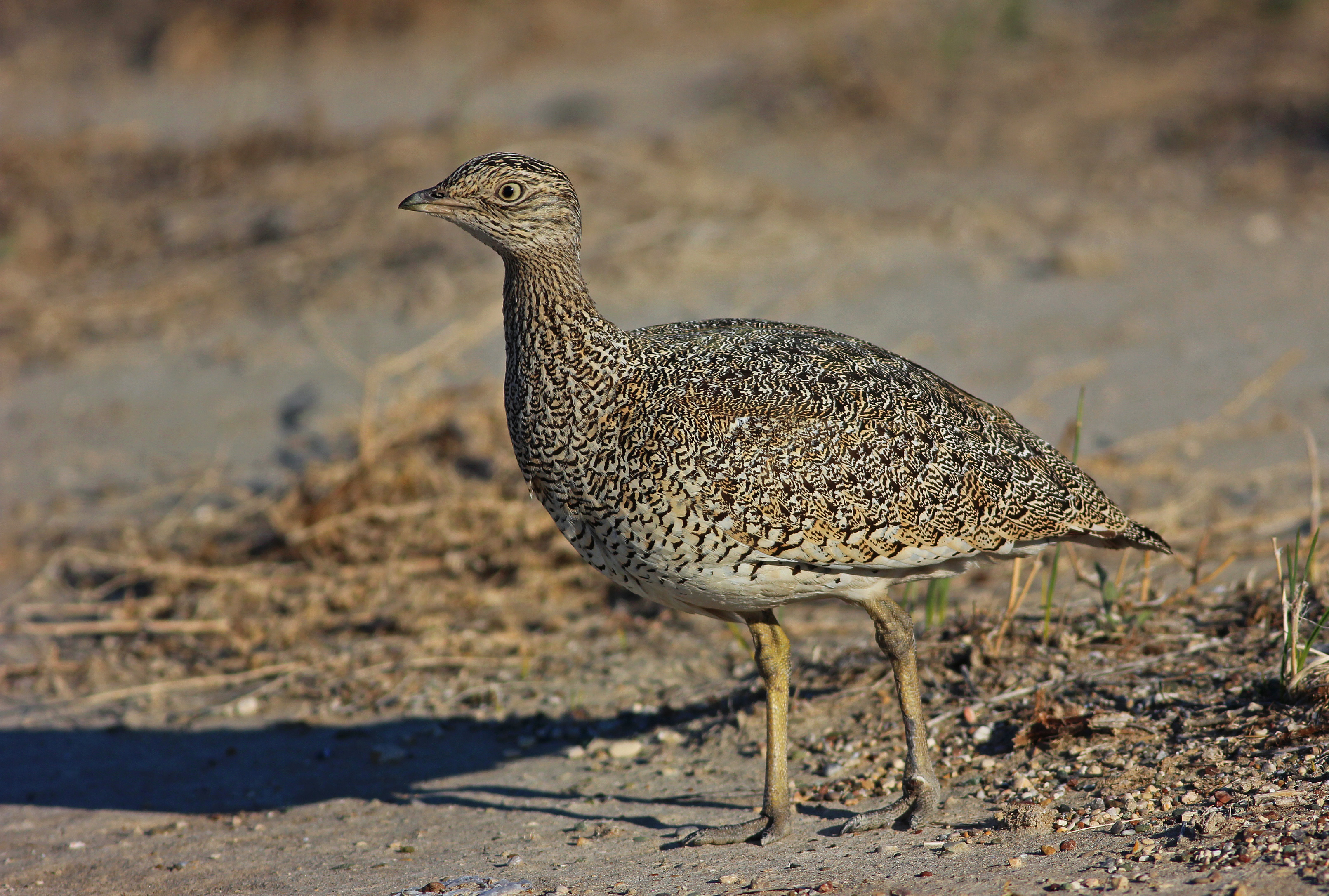 Little Bustard