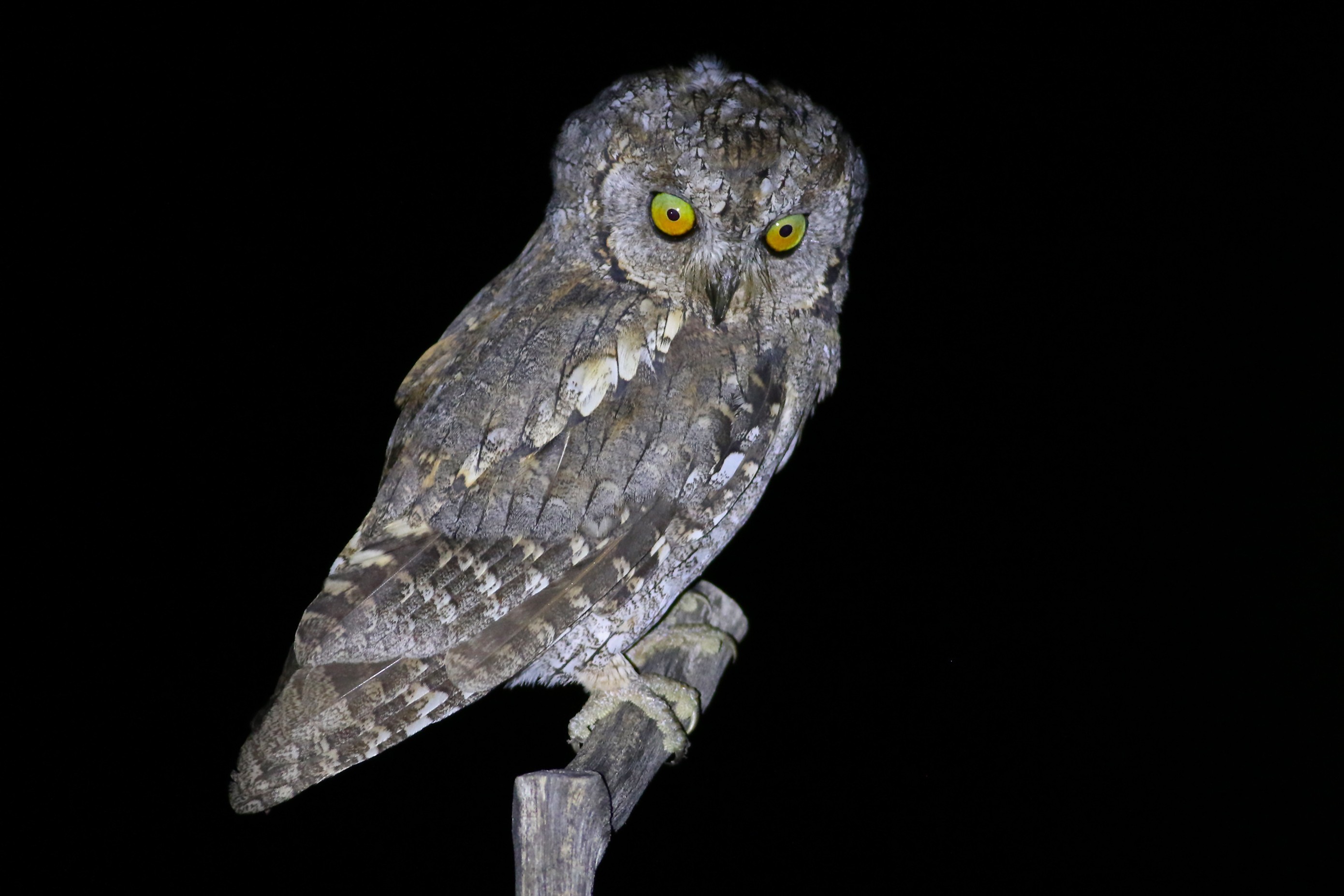 Eurasian Scops-Owl