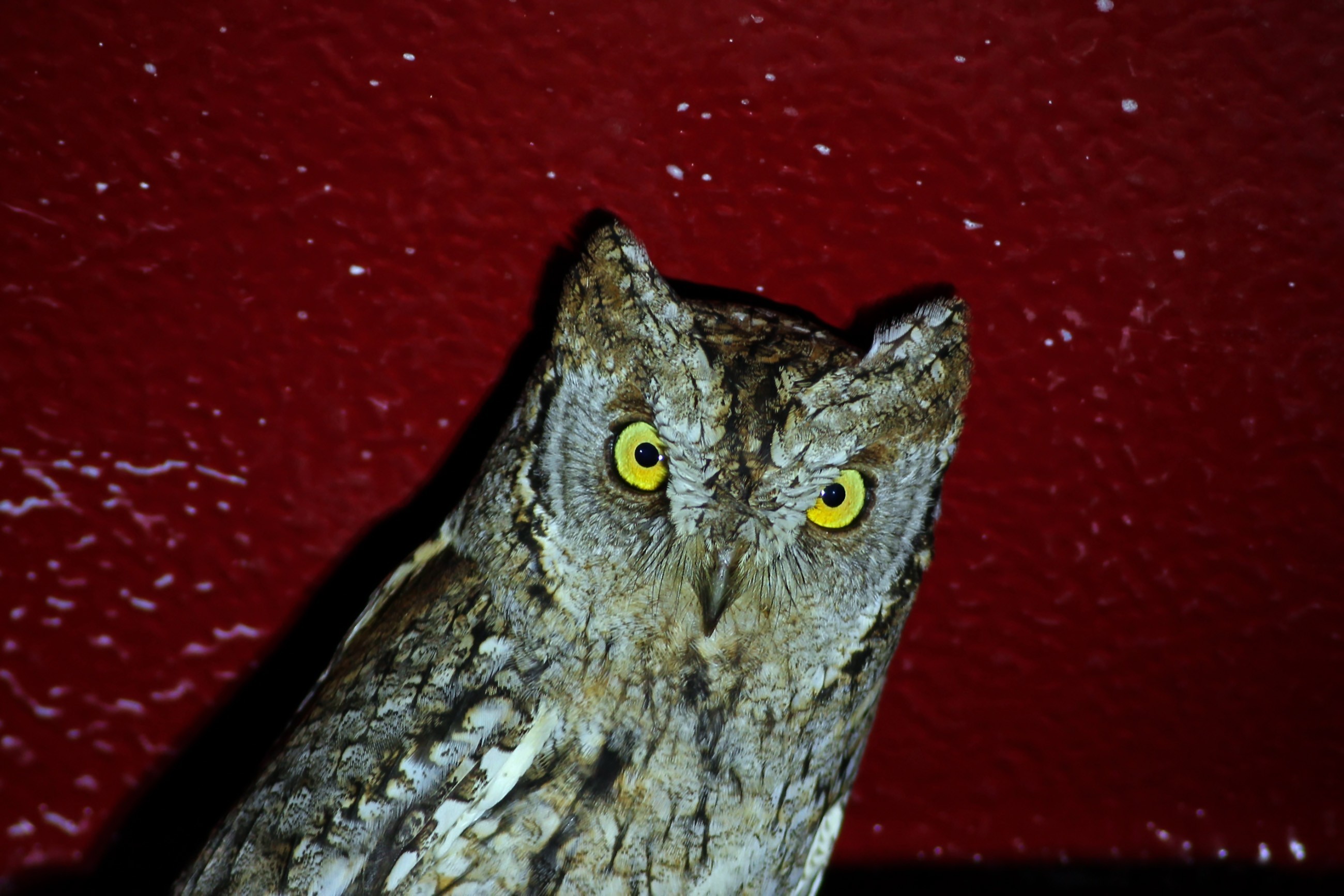Eurasian Scops-Owl