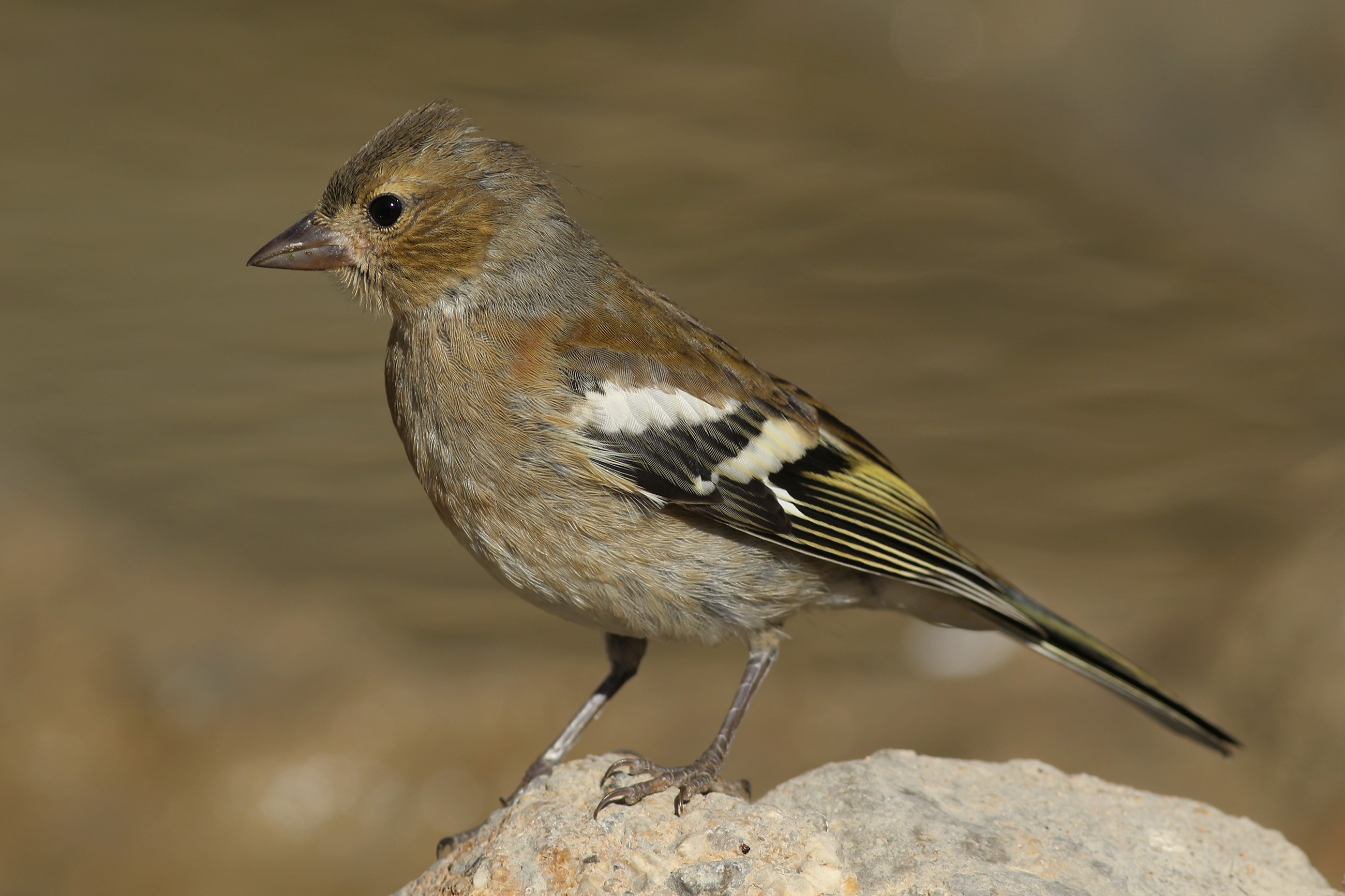Common Chaffinch