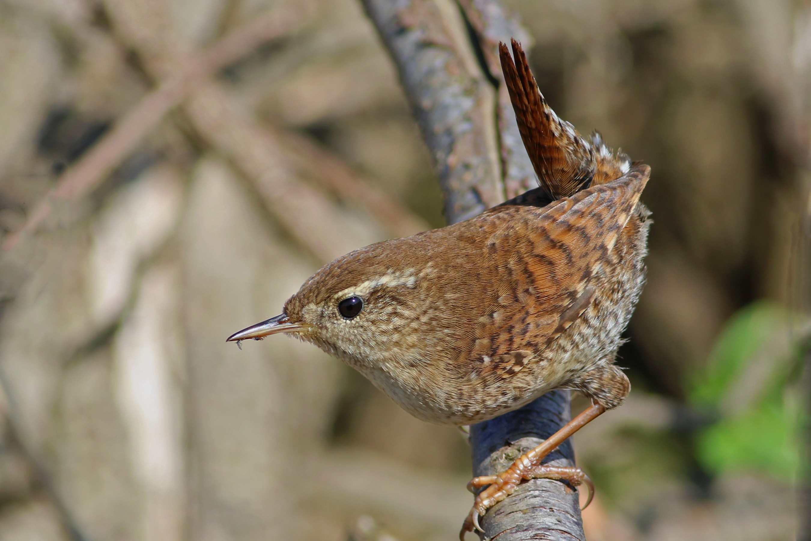 Eurasian Wren