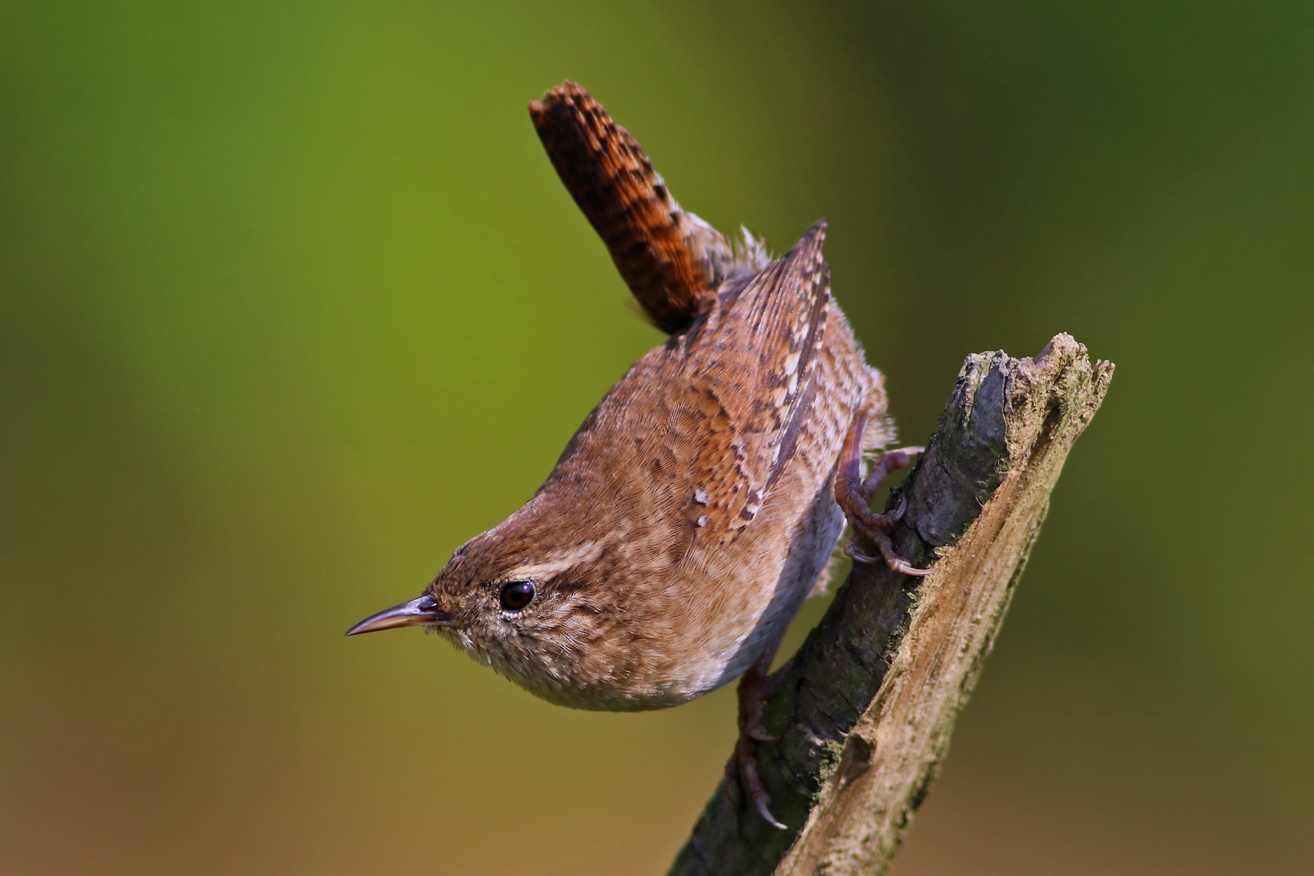 Eurasian Wren