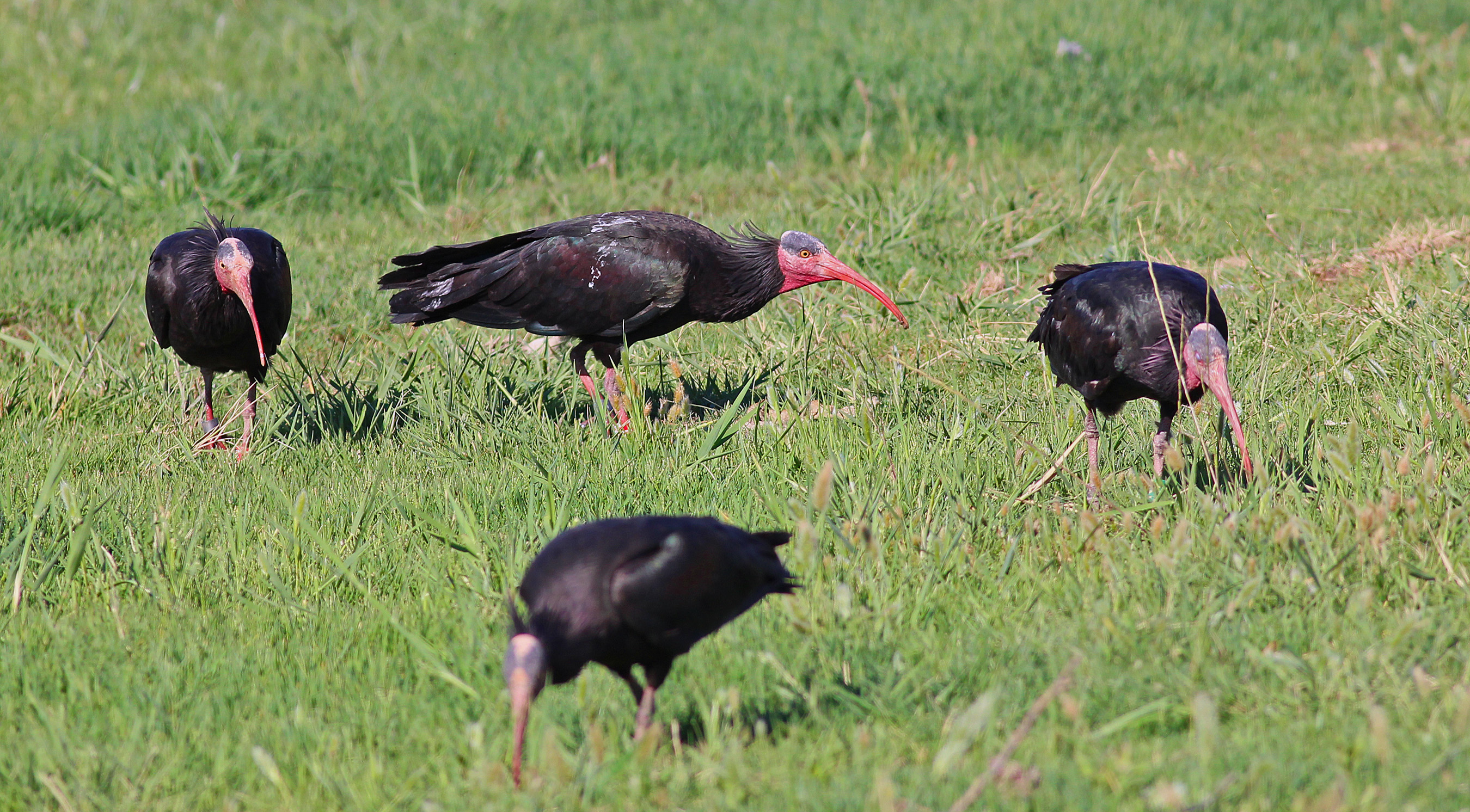 Northern Bald Ibis