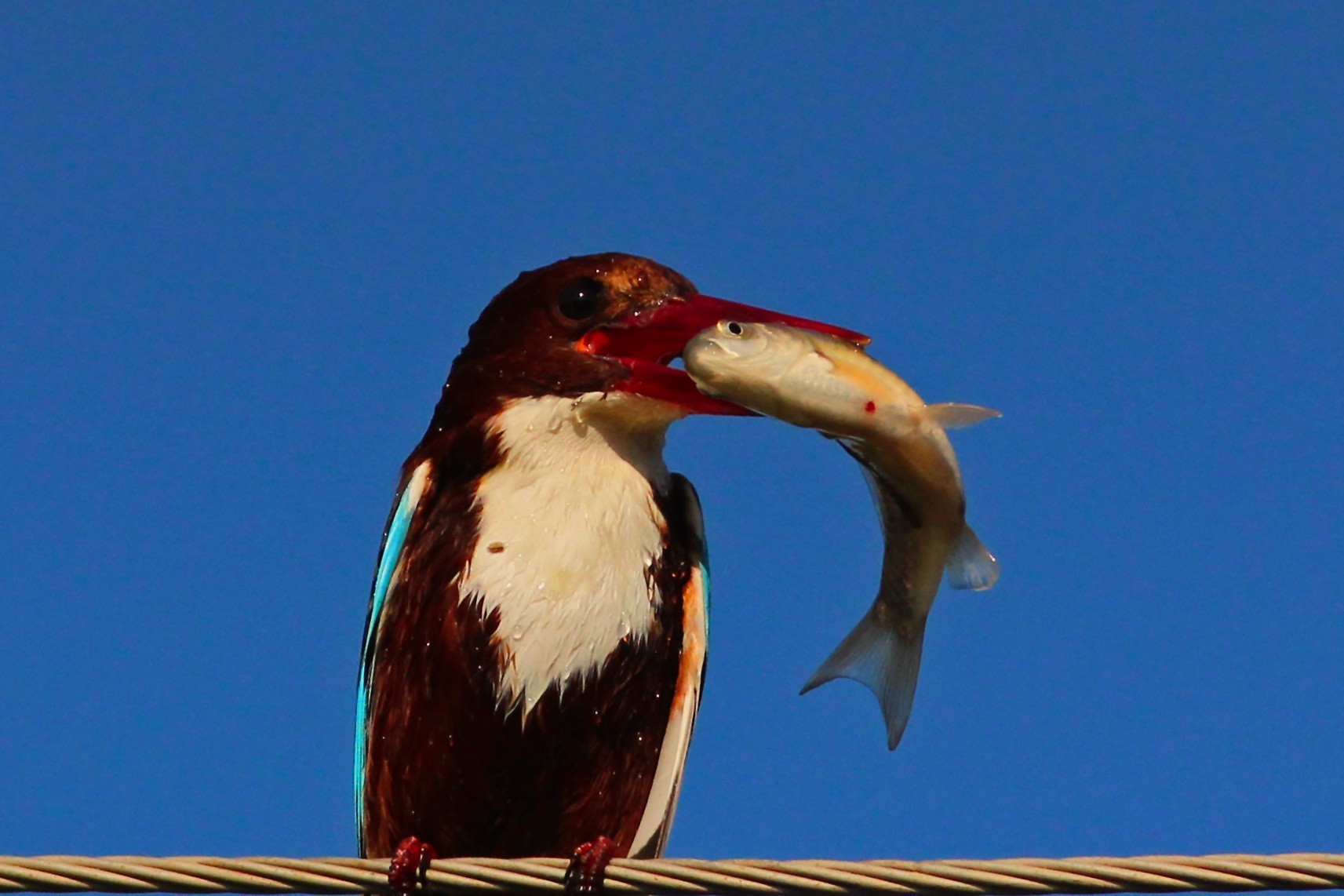 White-breasted Kingfisher
