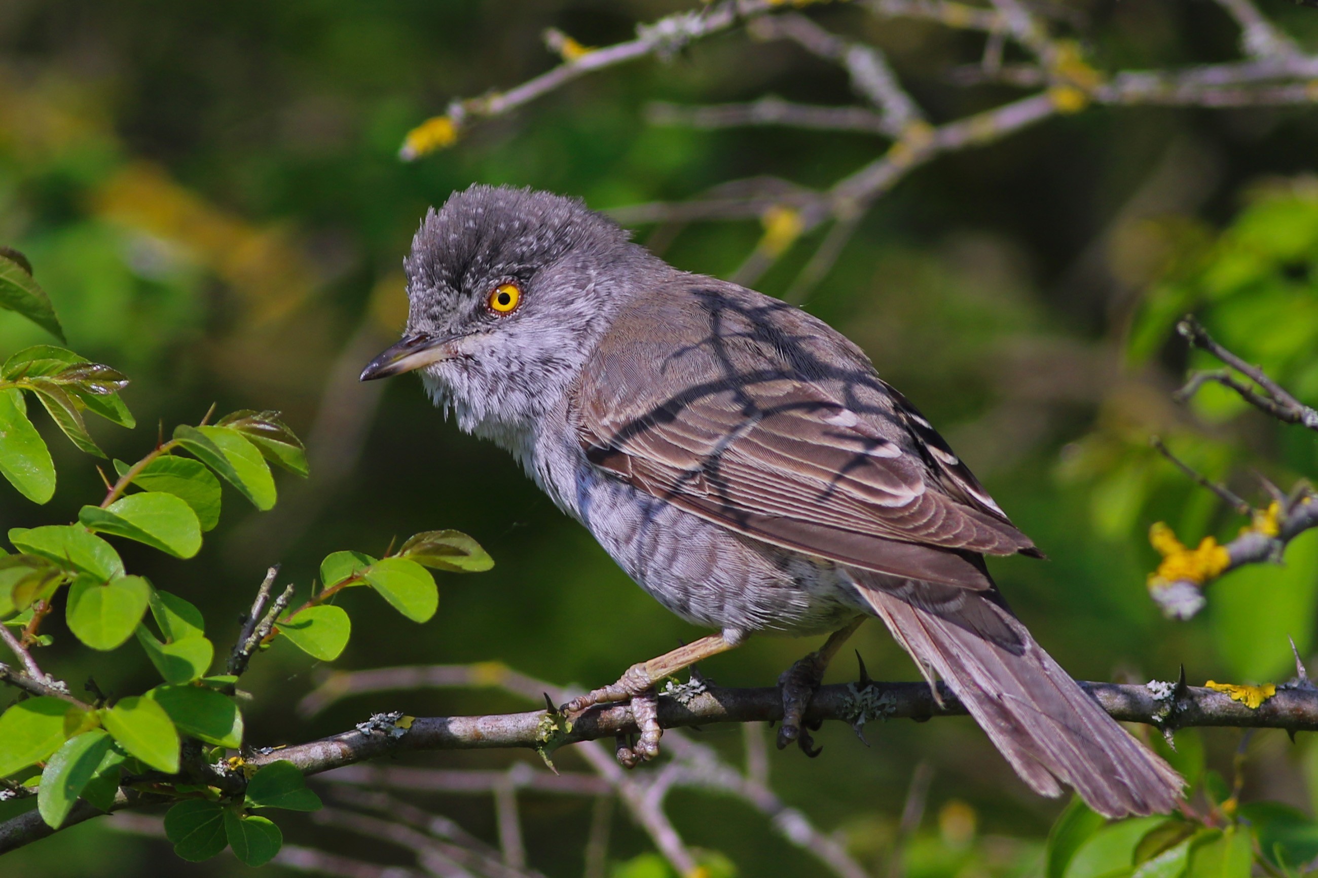 Barred Warbler — Ana fotoğraf