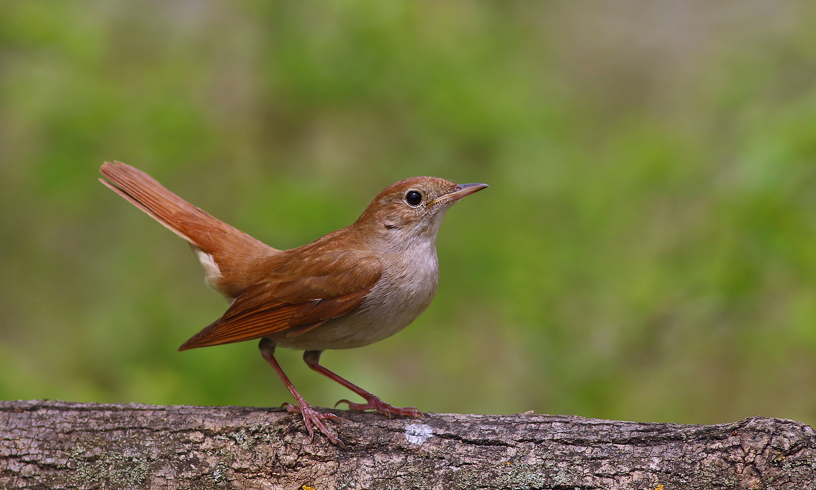Common Nightingale