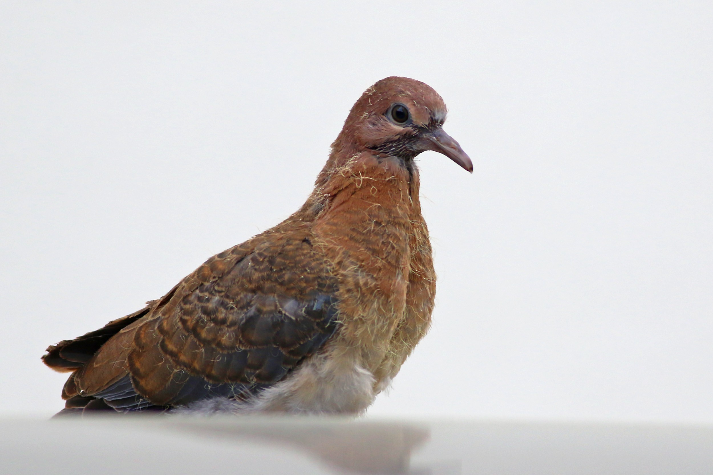 Laughing Dove